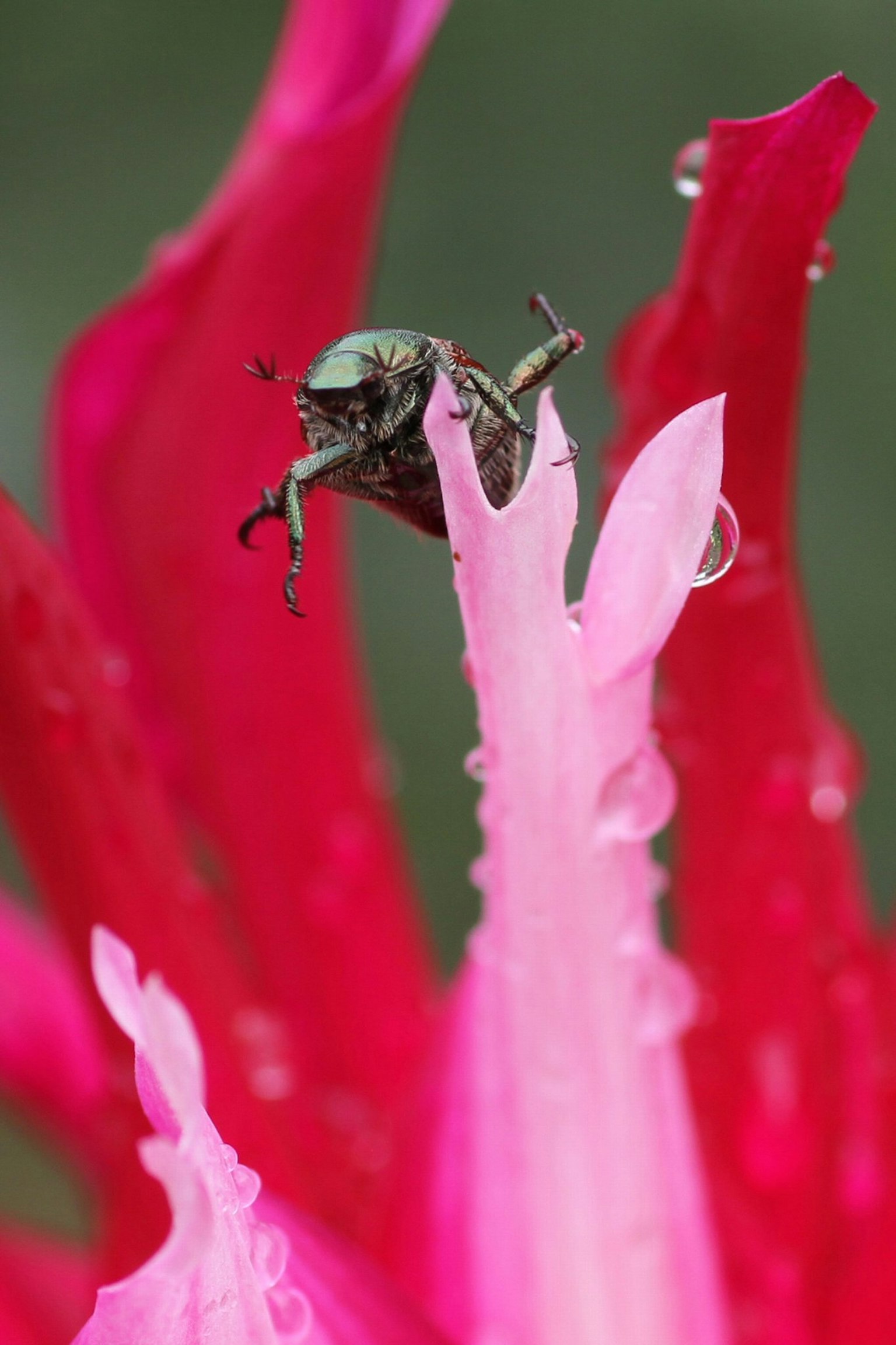 Una piccola rana verde posata su un fiore rosa vivace