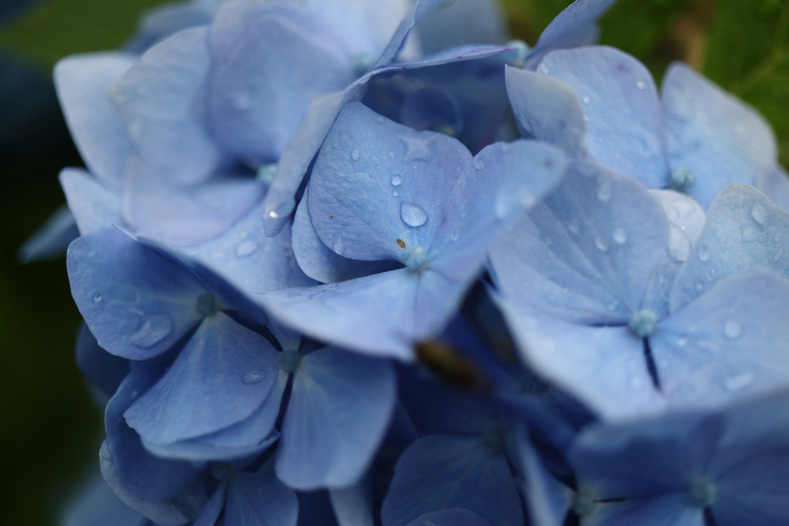 Nahaufnahme von blauen Hortensienblütenblättern mit Wassertropfen