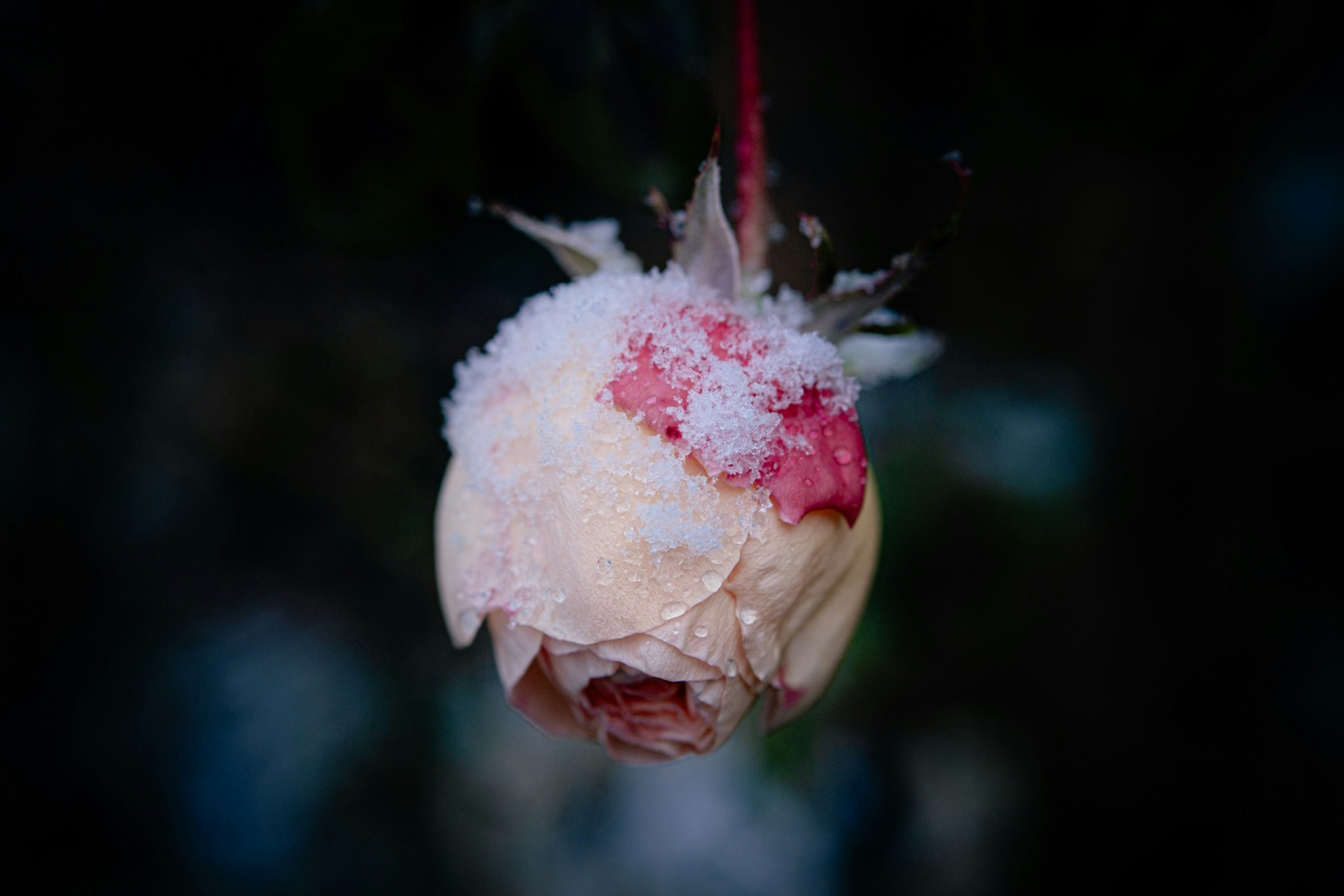 primo piano di una rosa coperta di neve