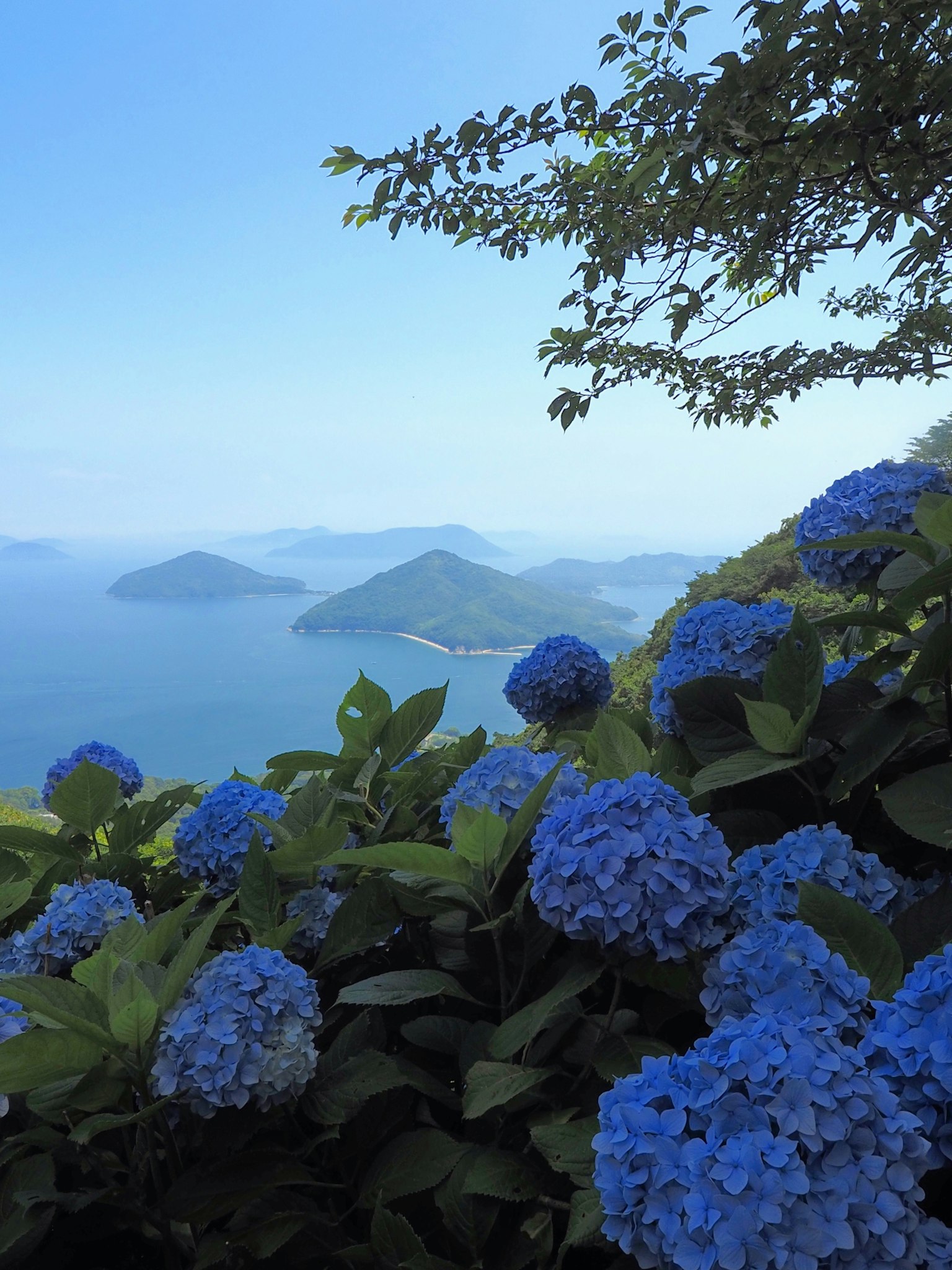 Ortensie blu che incorniciano una vista serena sull'oceano
