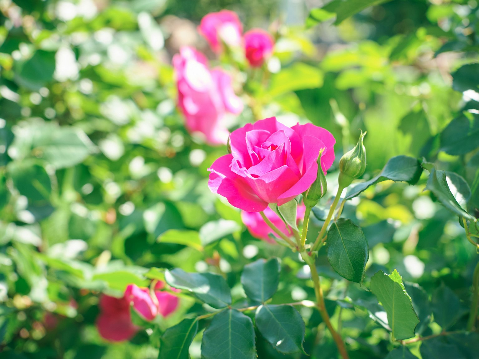 Lebendige rosa Rosen blühen zwischen üppigem grünem Laub