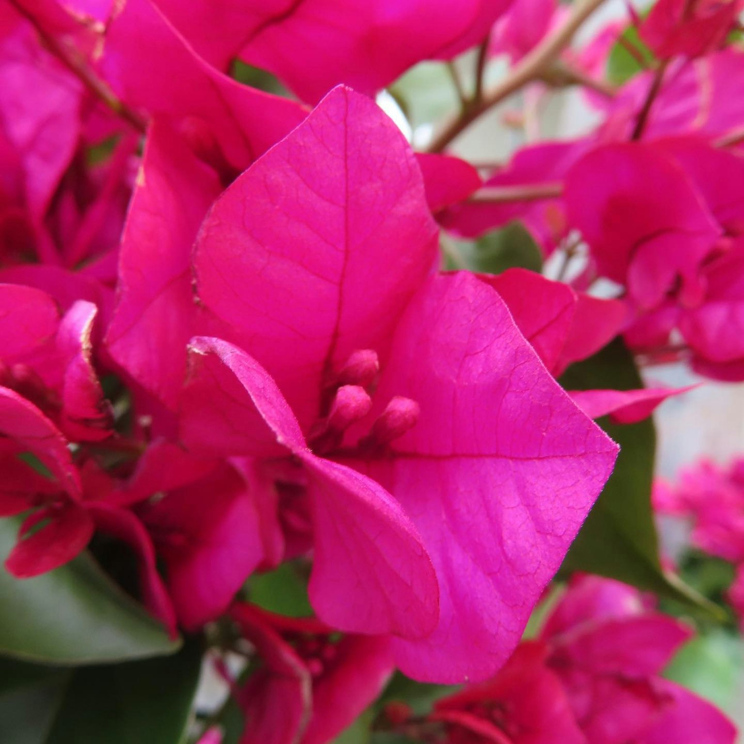 Primer plano de flores de bugambilia rosas vibrantes con hojas verdes exuberantes