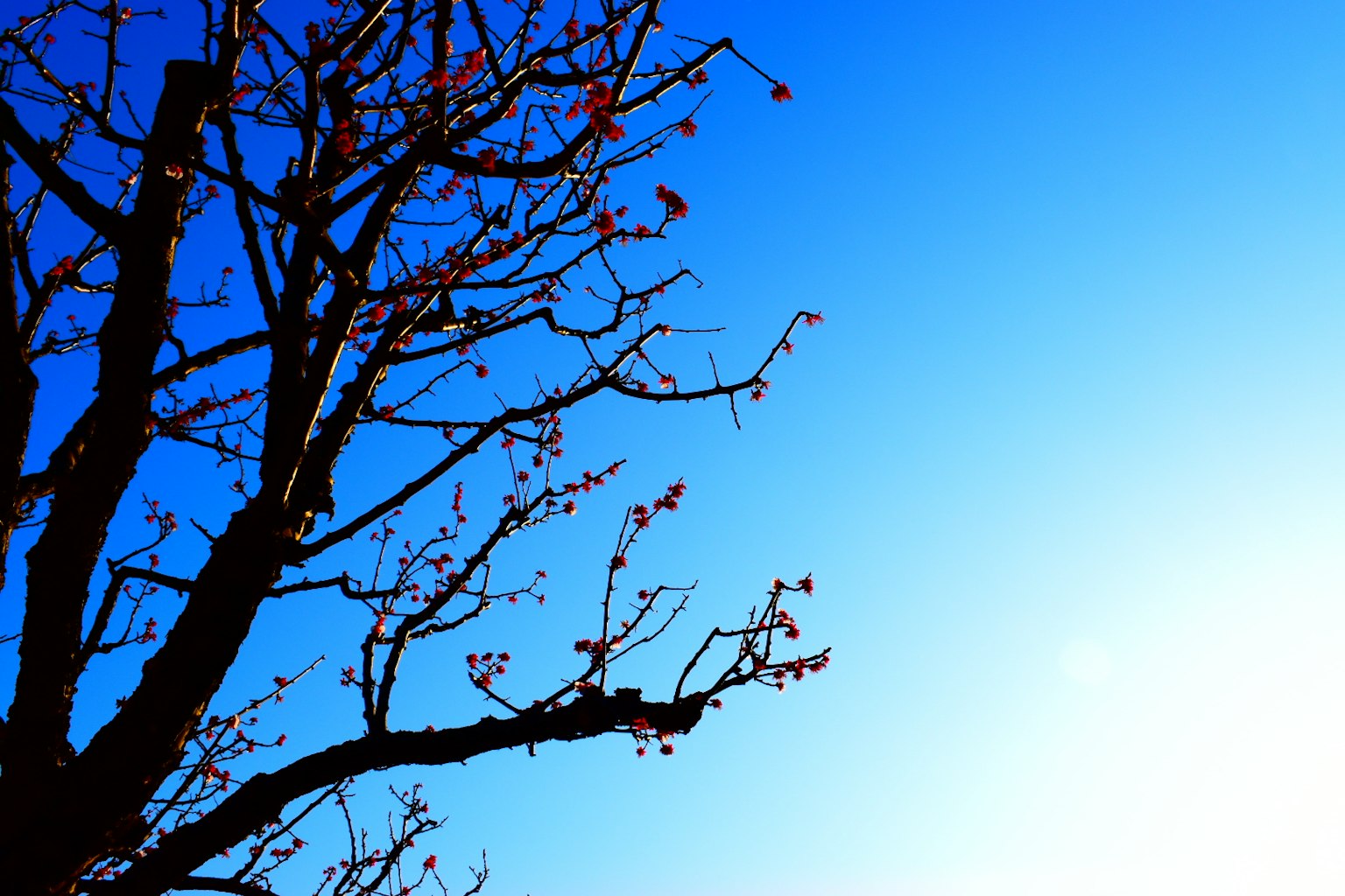 Ramas con brotes de flores contra un cielo azul claro