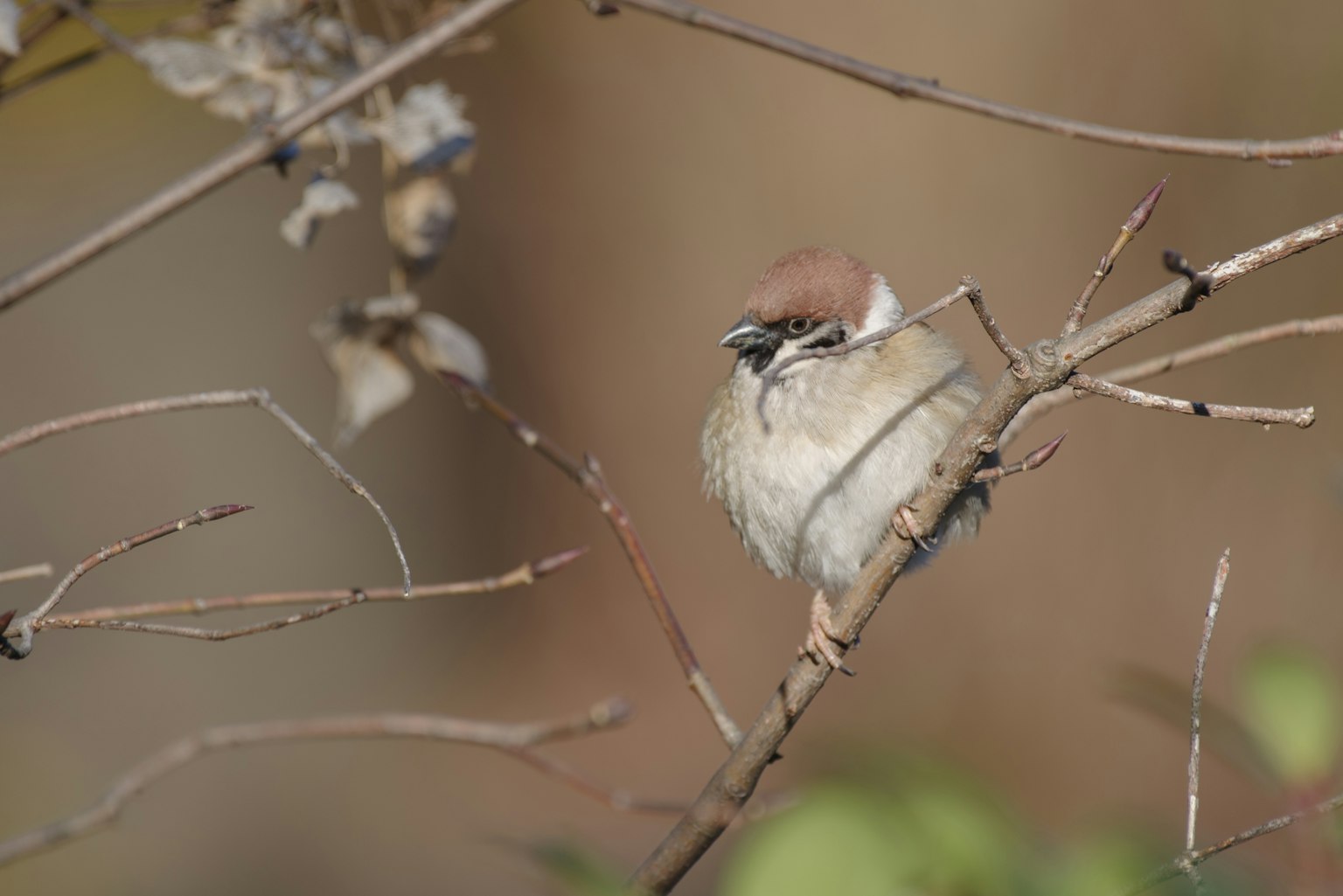 Un piccolo uccello appollaiato su un ramo L'uccello ha piume marroni e grigie Lo sfondo presenta un ambiente naturale sfocato