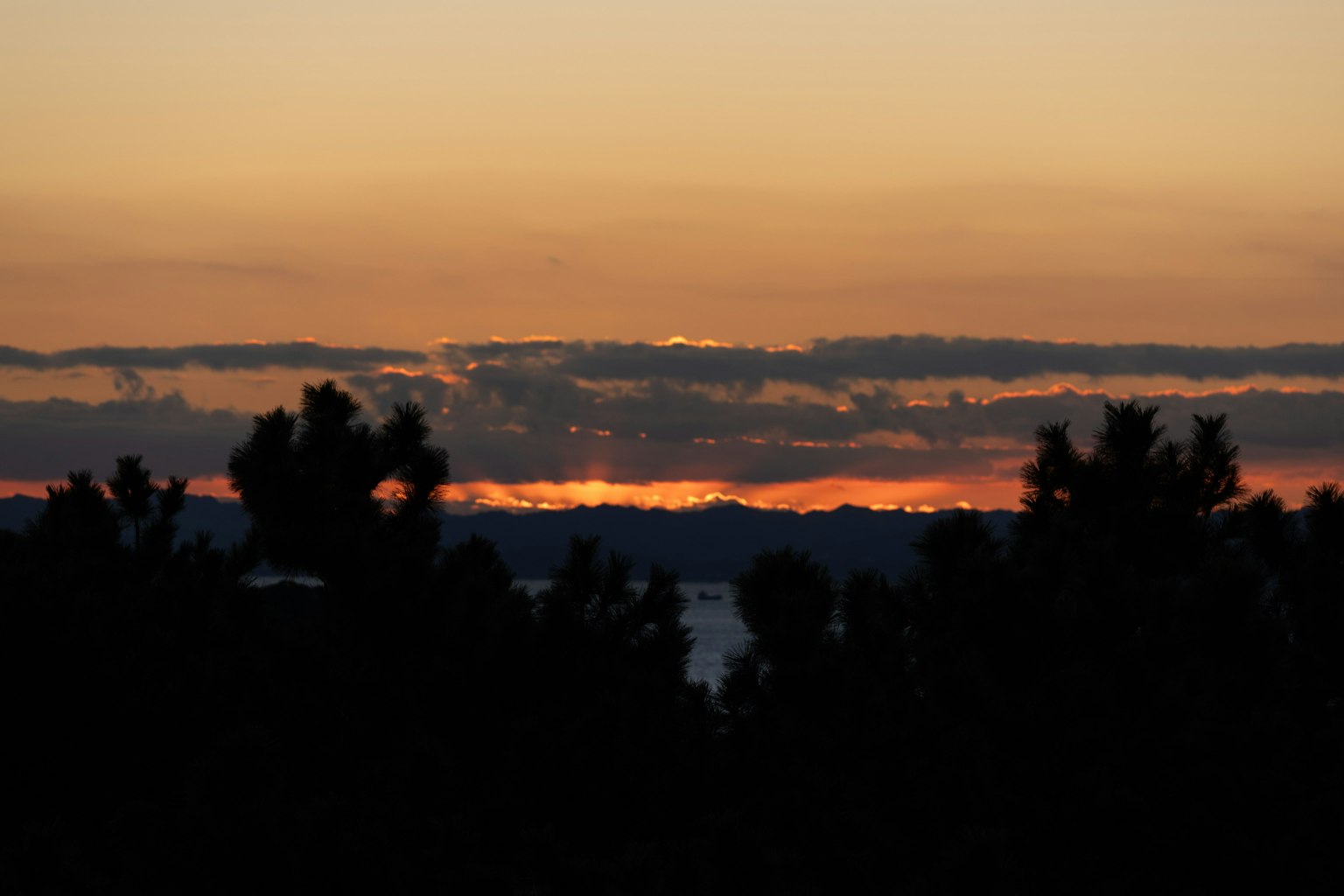 Siluet pohon melawan langit senja