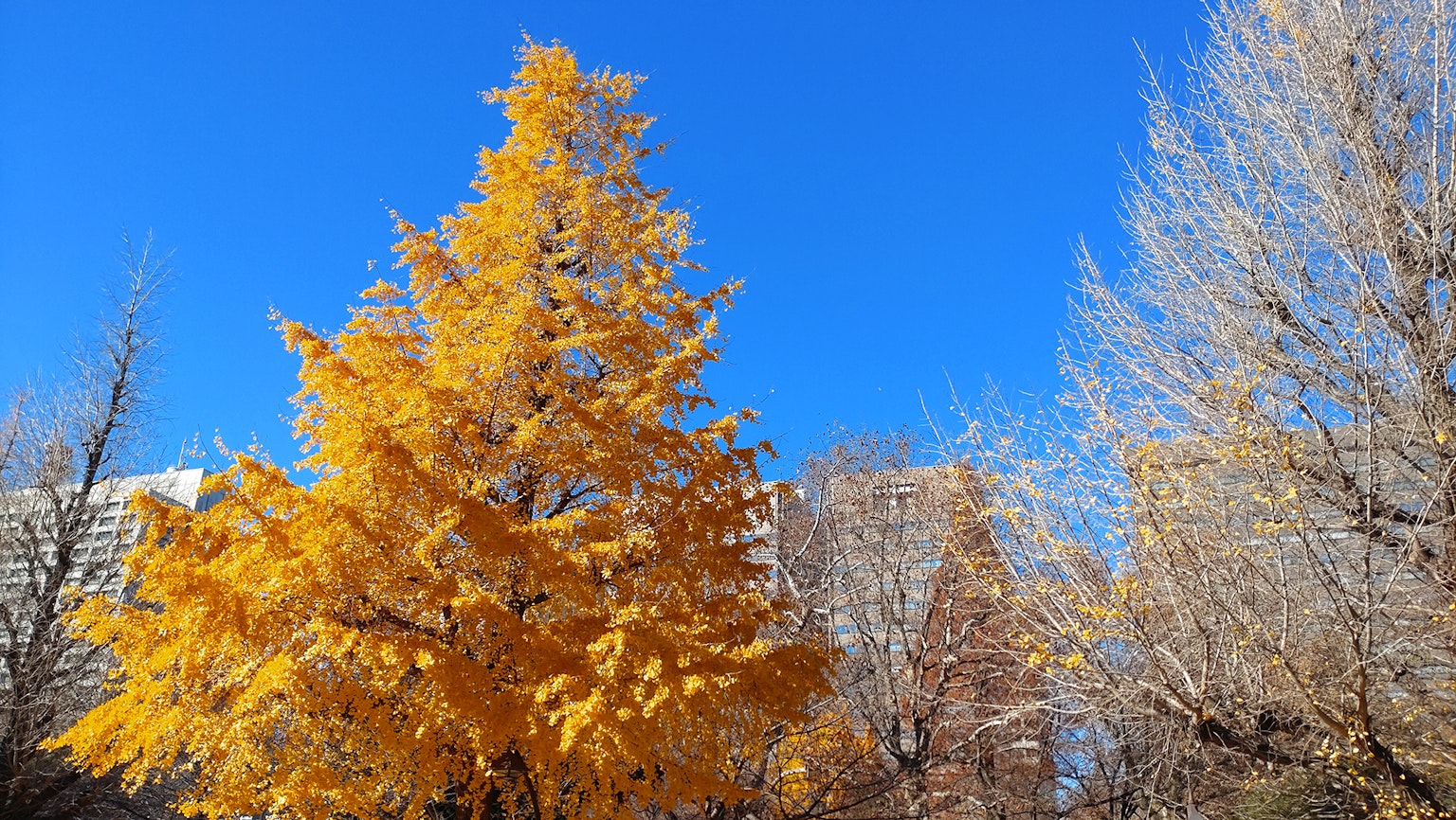 Un árbol amarillo vibrante se alza contra un cielo azul claro con árboles blancos al fondo