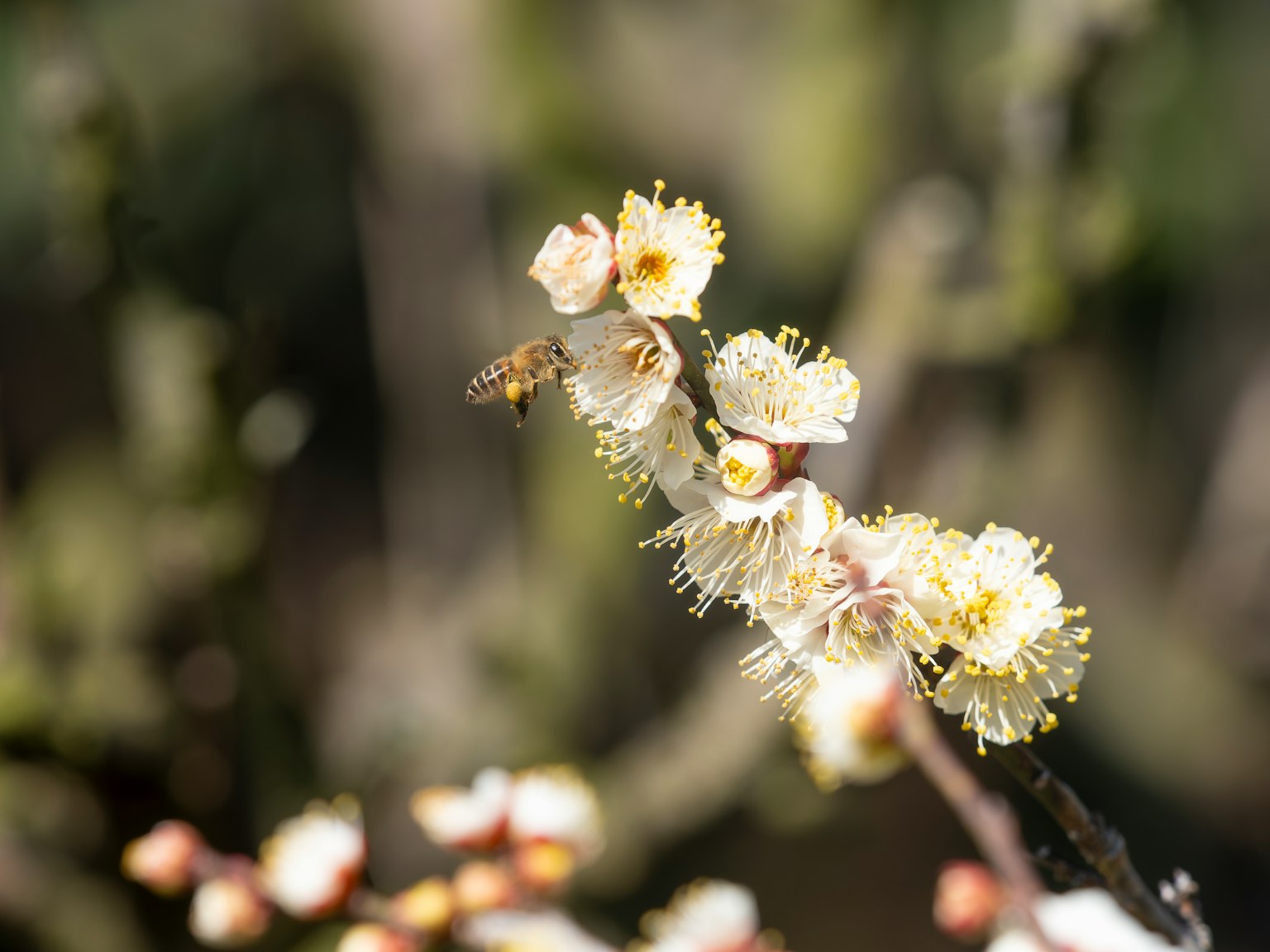 Primer plano de una rama con flores blancas y una abeja