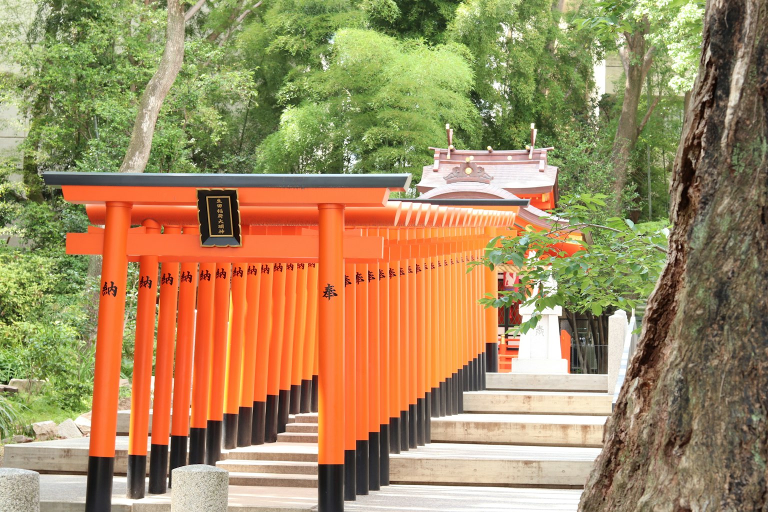 Vibrant orange torii gates lined up in a lush forest setting