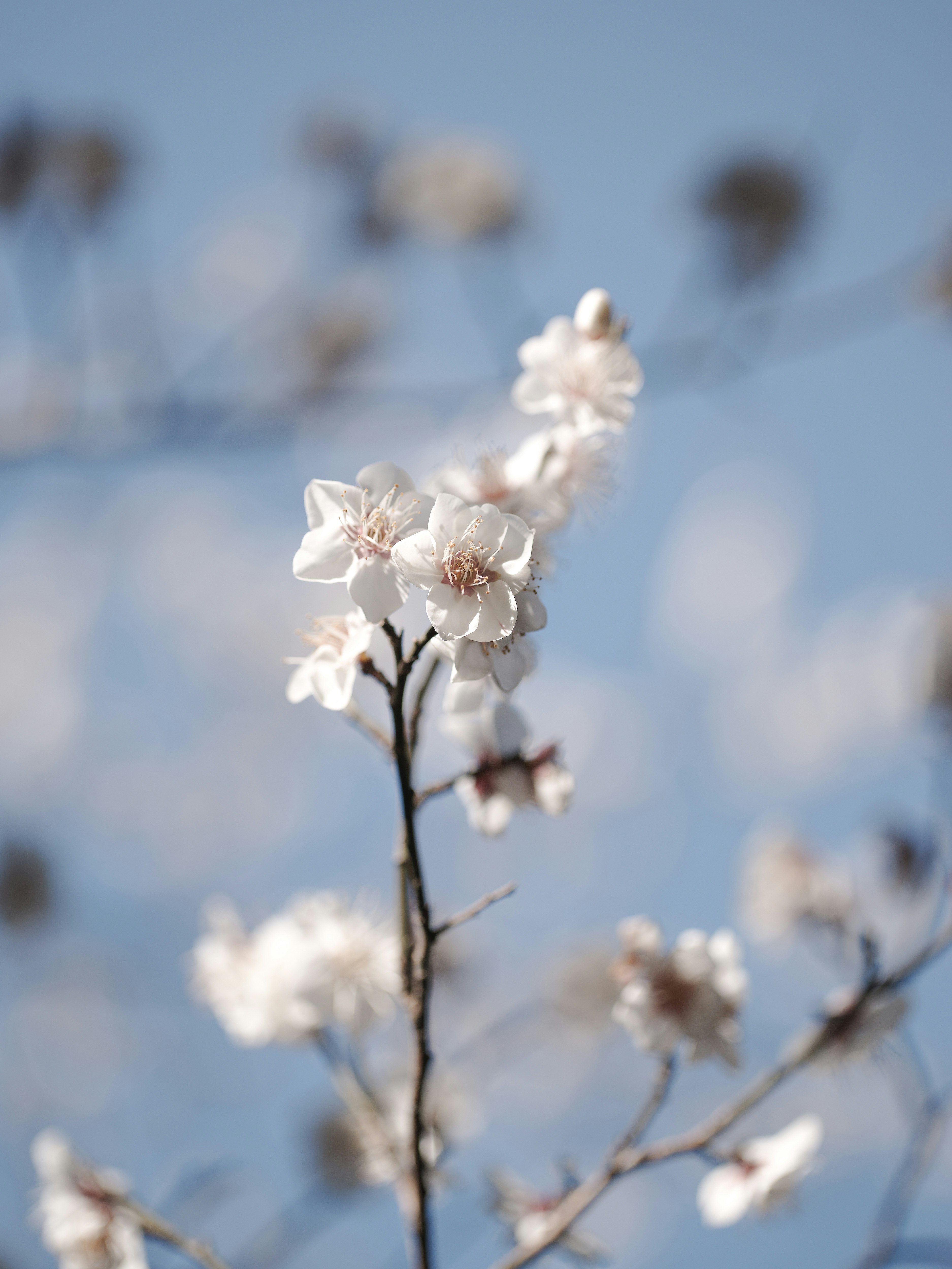 白梅の花と青空の下の枝先