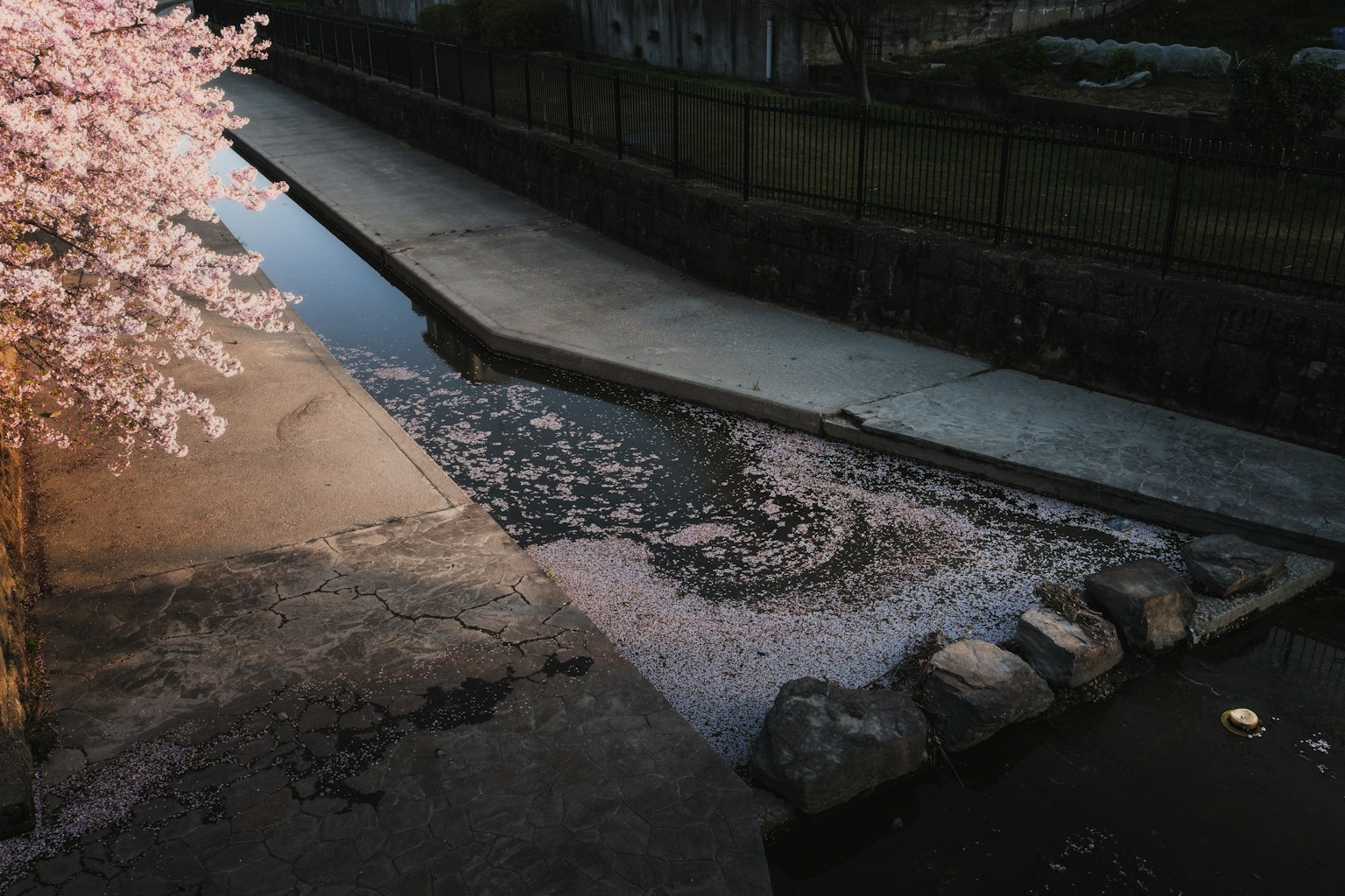 Scenic view of a pathway and stream with scattered cherry blossom petals