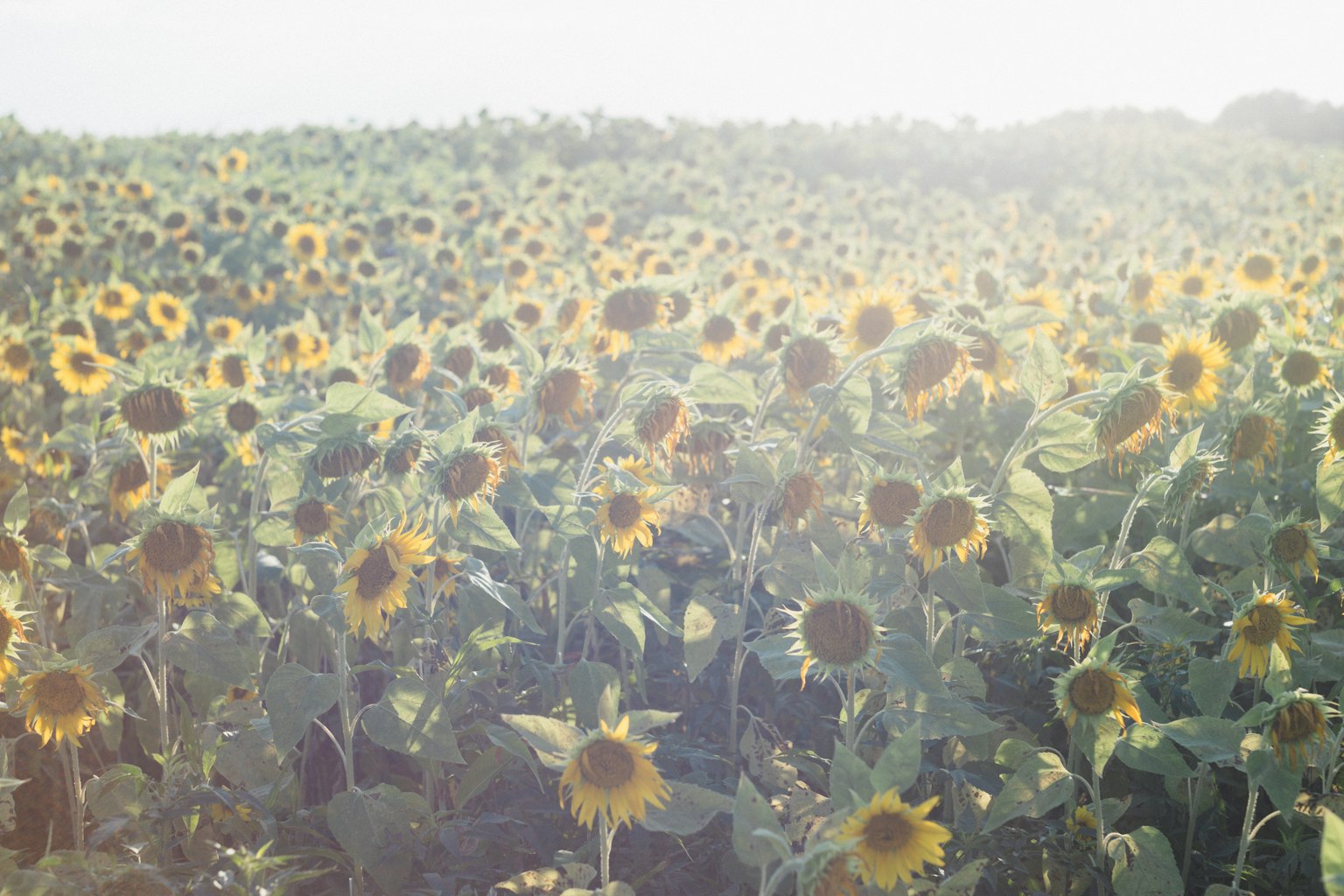 Weitläufiges Sonnenblumenfeld mit hellem Sonnenlicht