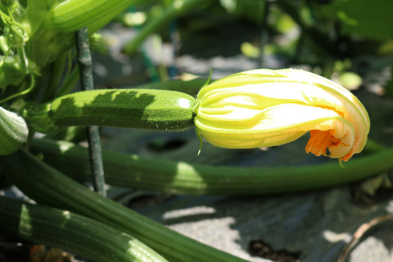 Zucchina verde con un fiore giallo in fiore