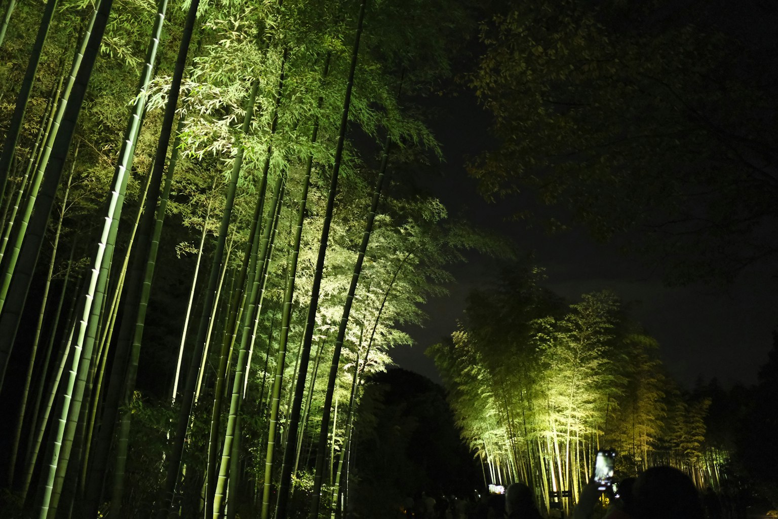 Enchanting night view of bamboo forest illuminated by lights