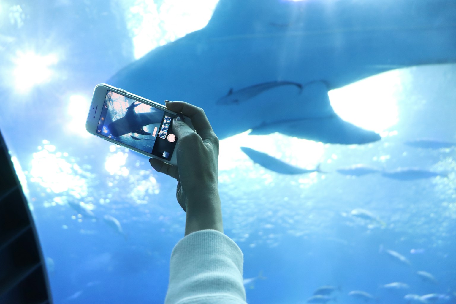 Une main tenant un smartphone prenant une photo d'un requin dans un aquarium