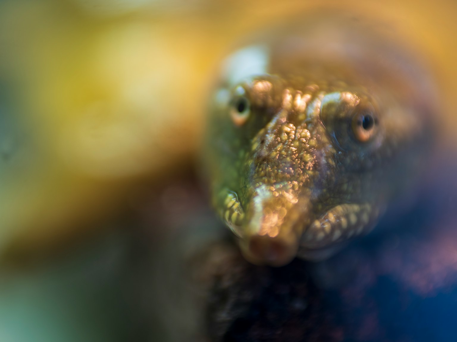 Immagine ravvicinata del volto di una tartaruga sott'acqua