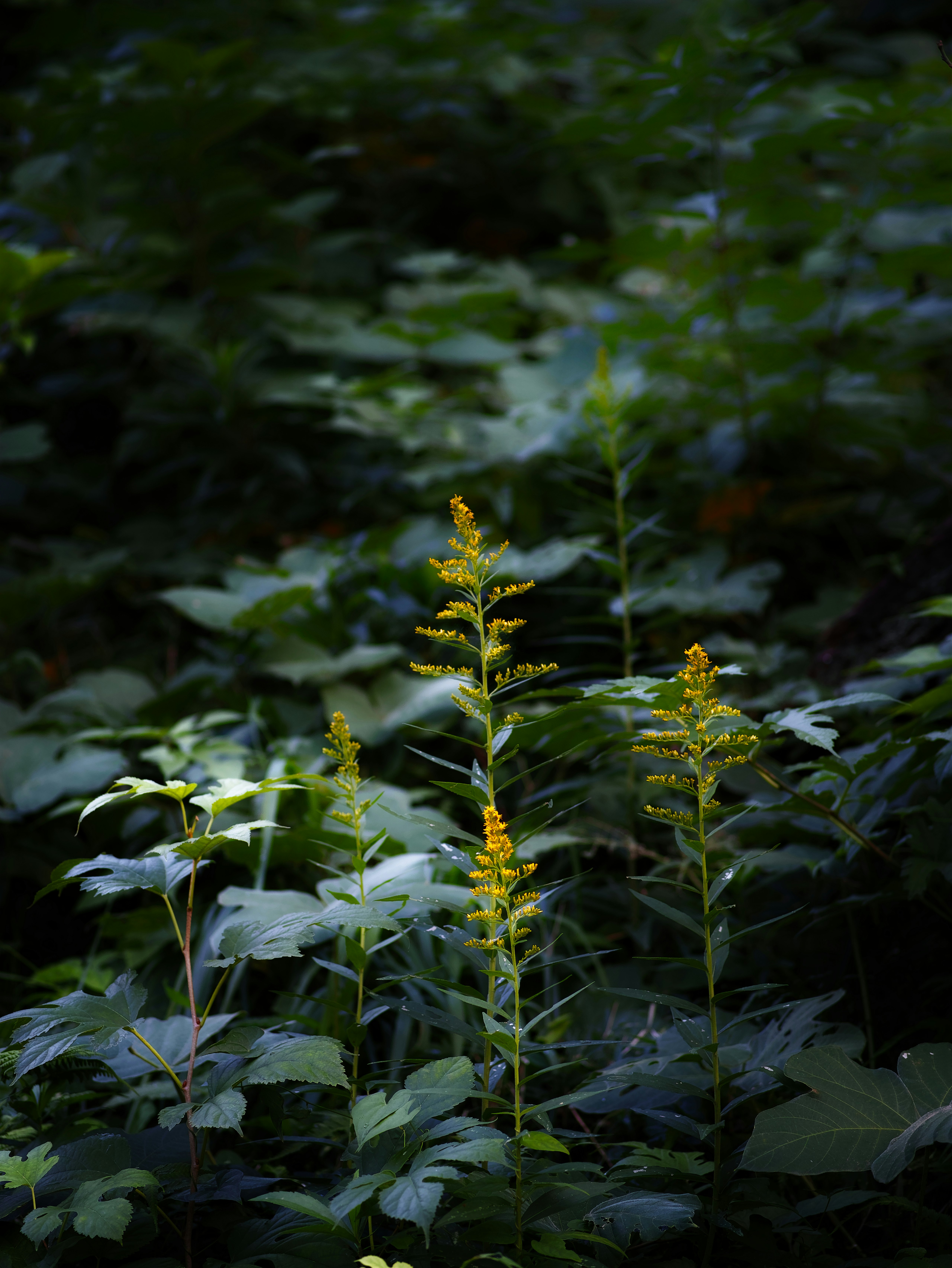 森の落ち葉の間で揺れる小さな花と植物