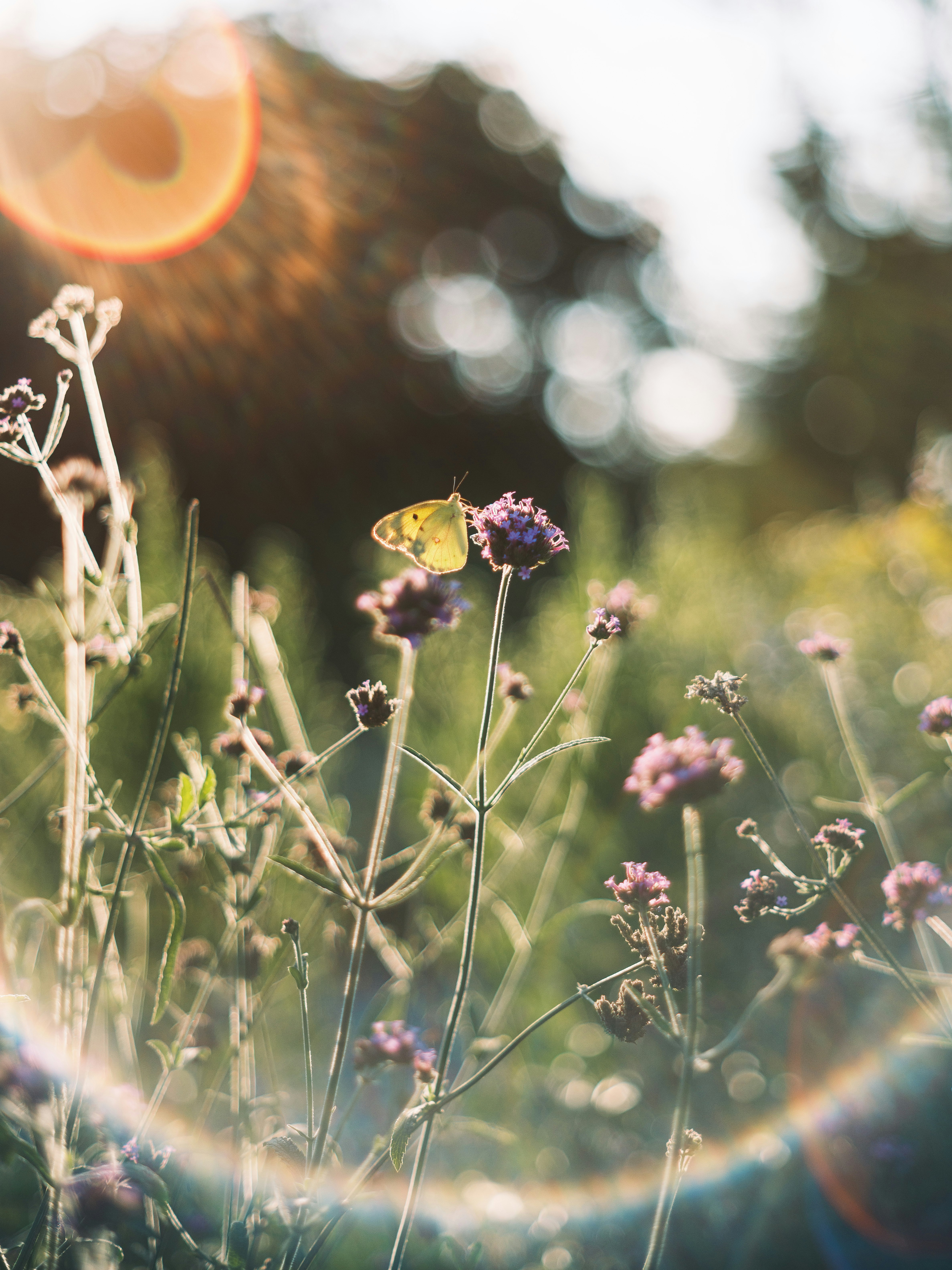 花の蜜を吸う小さな蝶が草むらに舞う自然のマクロ景