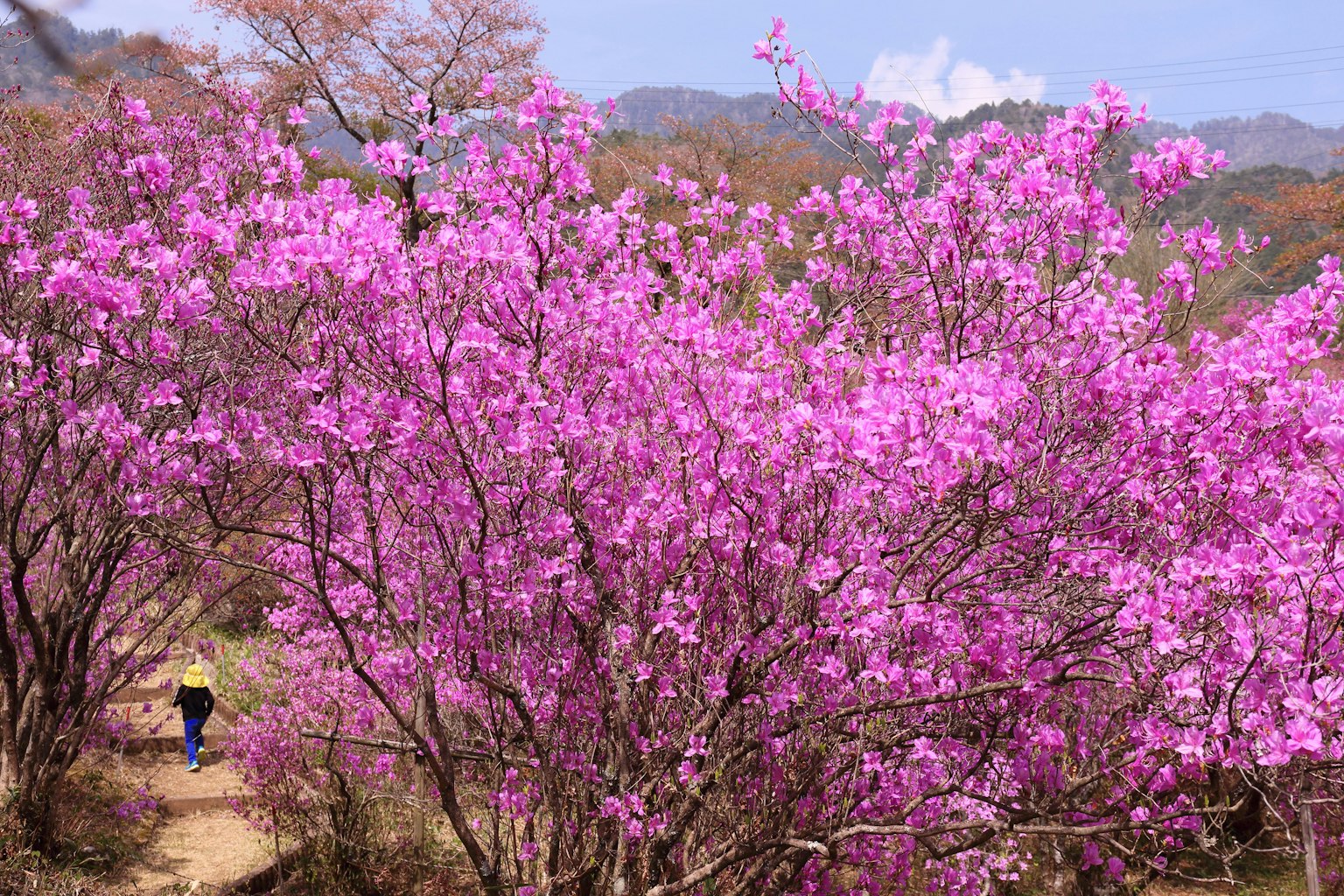 Une personne marchant le long d'un chemin bordé d'arbres à fleurs roses vives