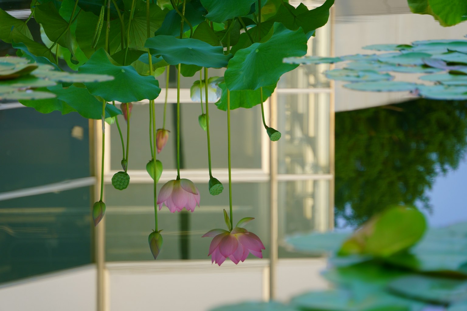 Schöne Reflexion von Lotusblumen und Blättern auf der Wasseroberfläche