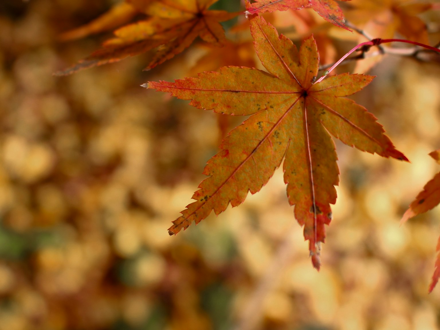 Foglie di acero dai vivaci colori autunnali con sfondo giallo sfocato