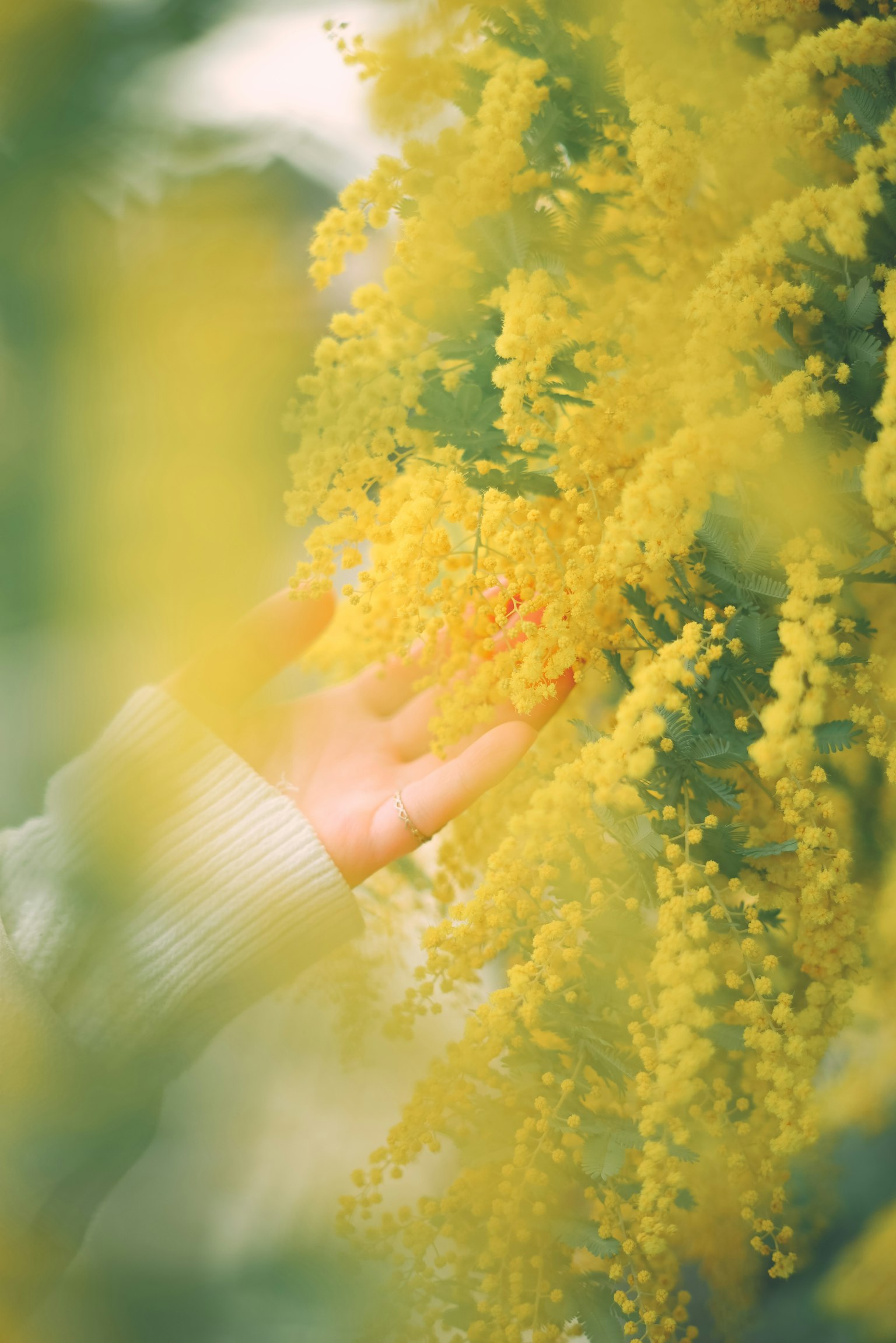 A hand touching bright yellow flowers with a blurred background