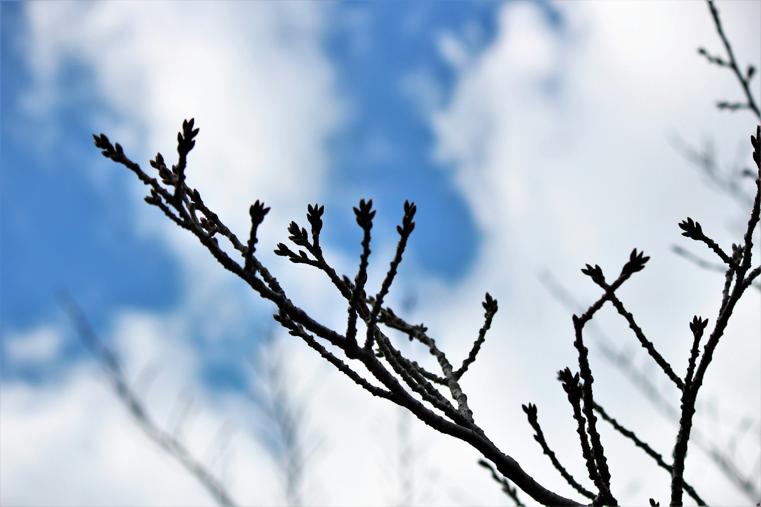 Dünner Baumzweig mit Knospen vor einem blauen Himmel und weißen Wolken