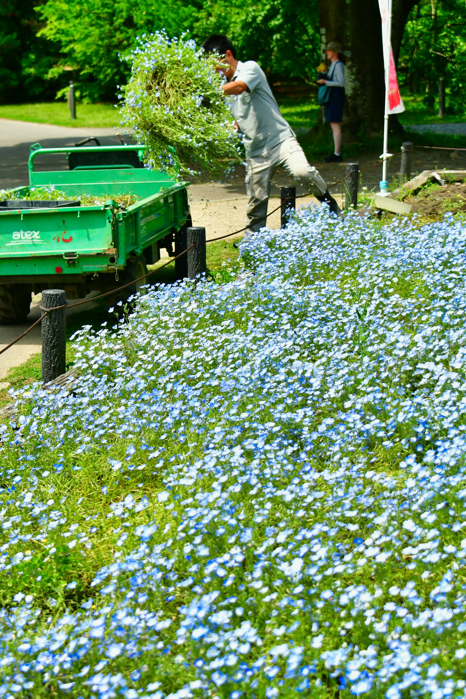 Uomo che lavora in un giardino pieno di fiori blu e un rimorchio verde
