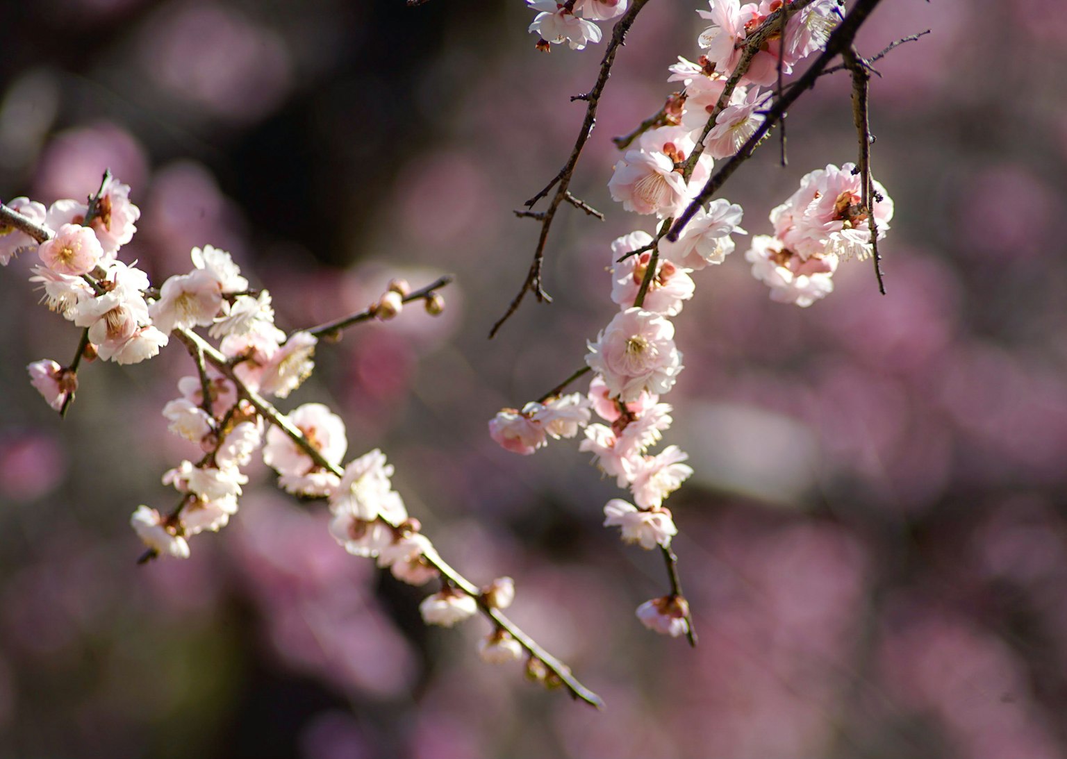 Gros plan de branches de cerisier avec des fleurs roses délicates