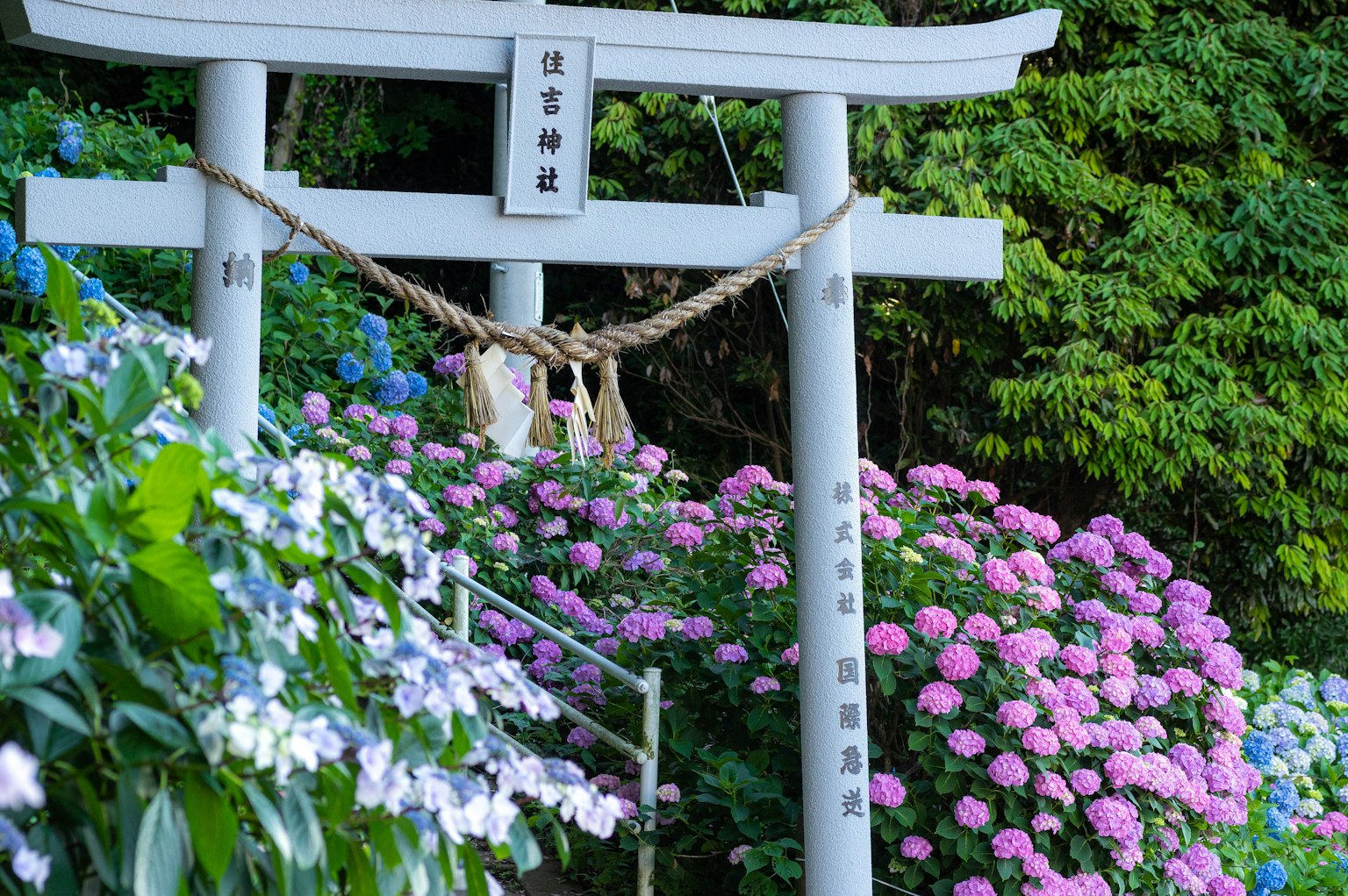 Gerbang torii dikelilingi oleh bunga hydrangea
