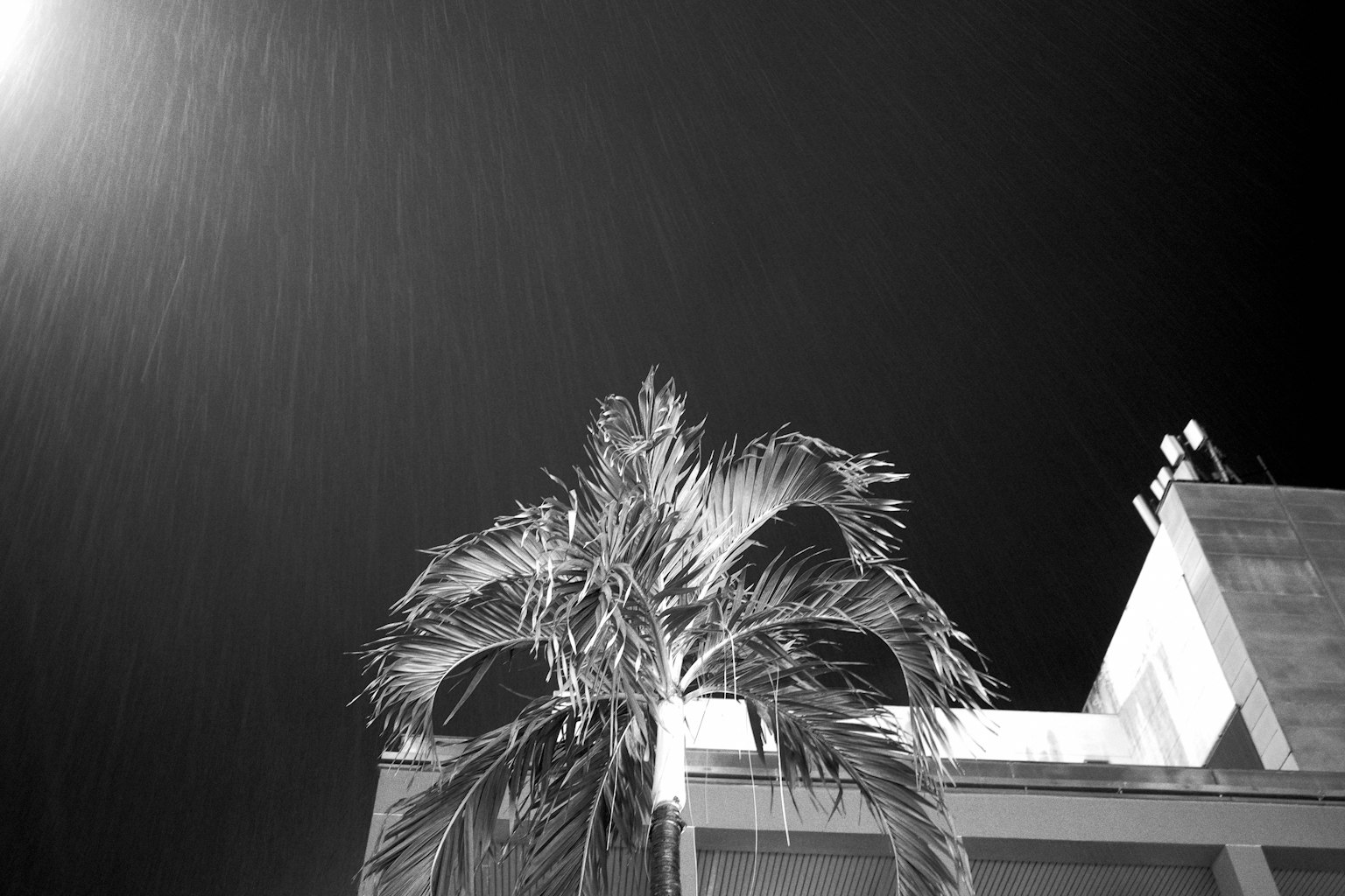 夜空に映えるヤシの木と建物の一部のモノクロ写真