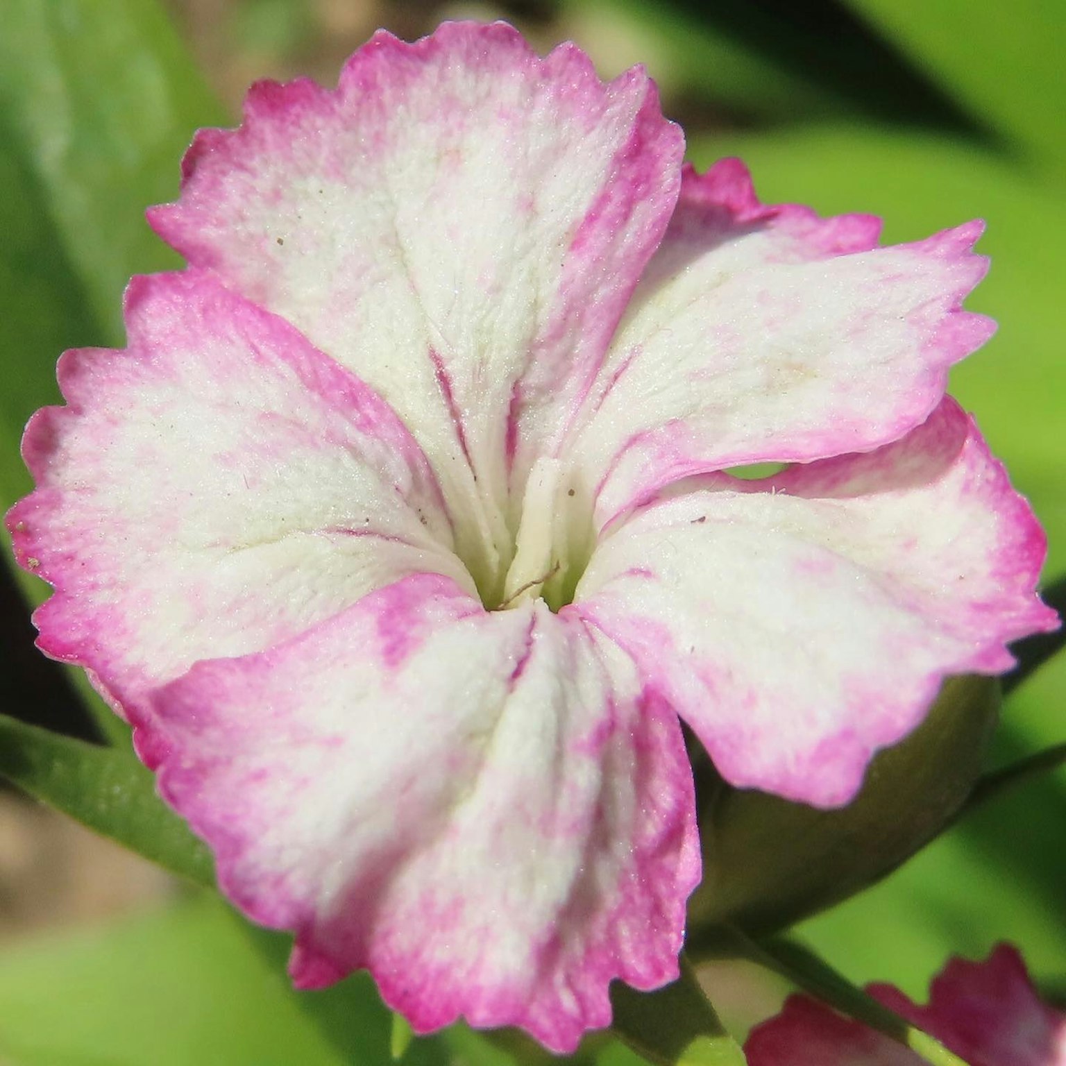 Fleur magnifique avec des pétales blancs et roses