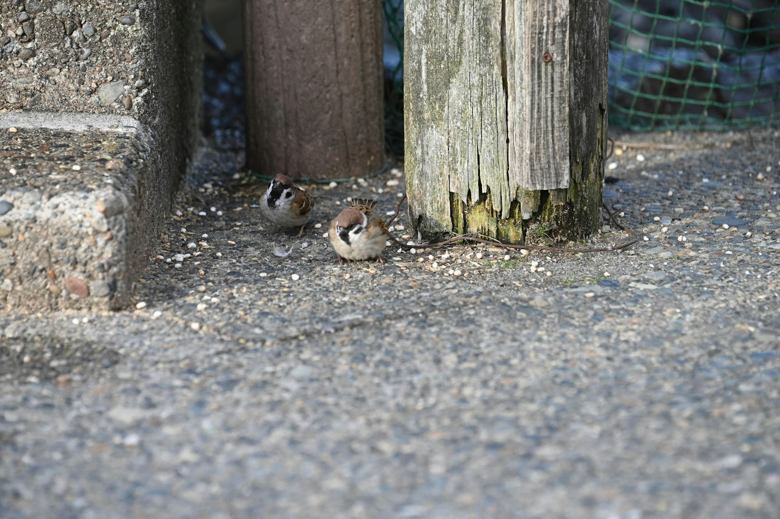 Deux petits oiseaux près d'un poteau en bois