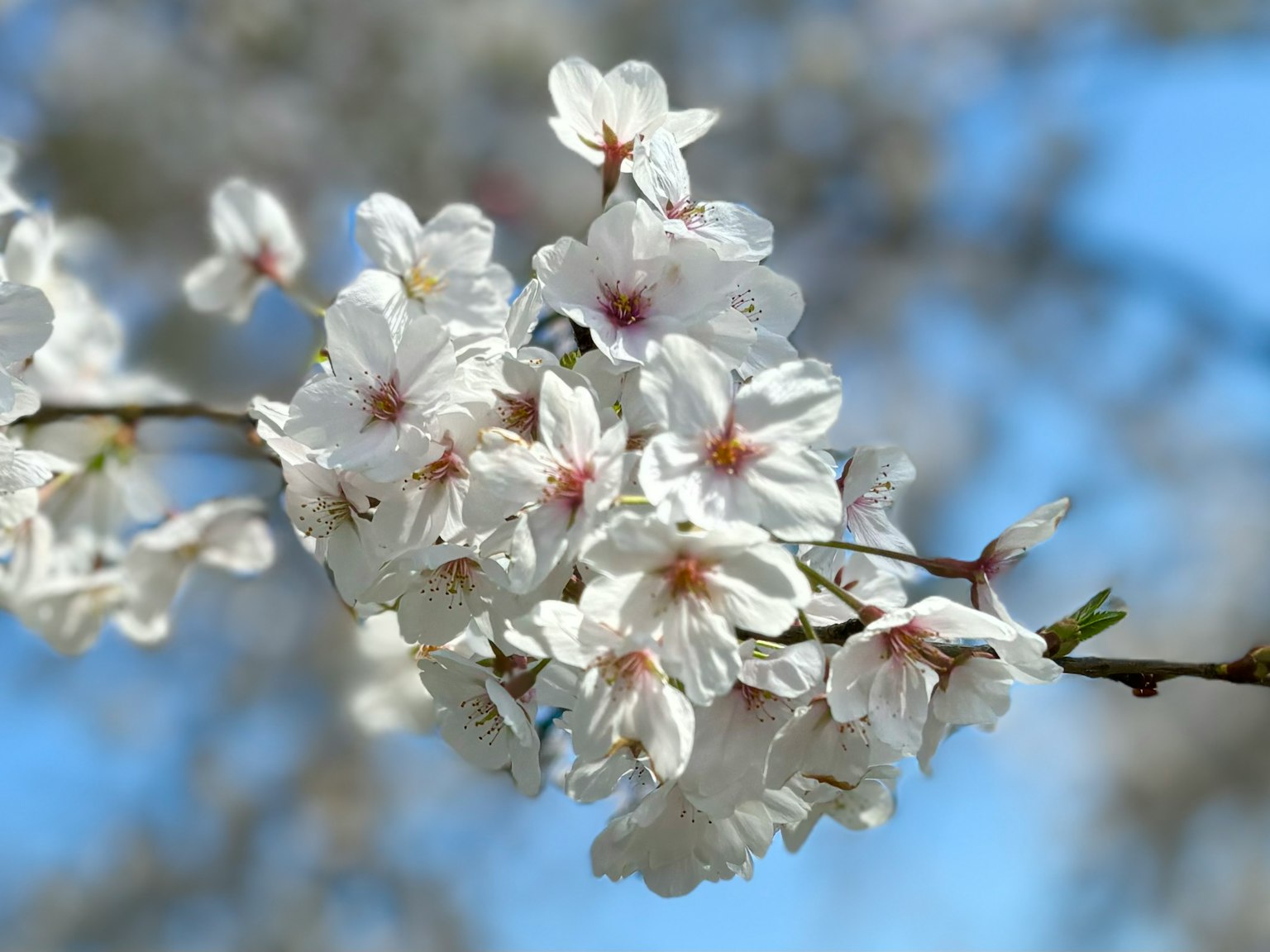 Close-up of white cherry blossoms under a blue sky