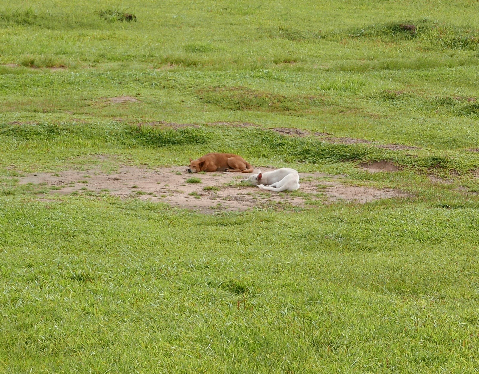 草地で横たわる犬と白い布
