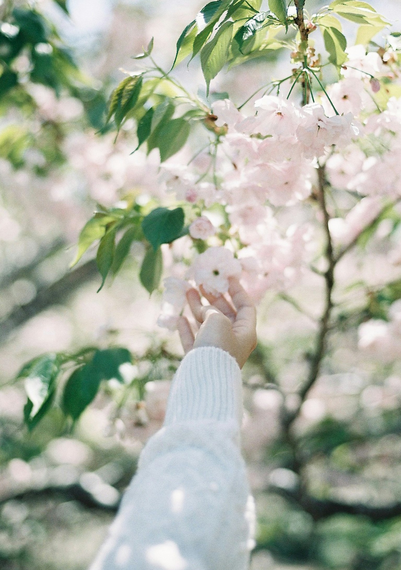 Una mano che raggiunge fiori di ciliegio indossando un maglione bianco