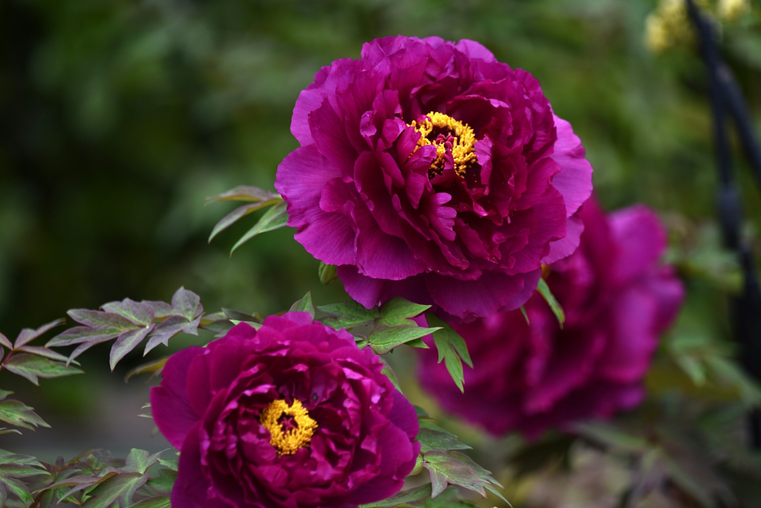 Vibrant pink peony flowers blooming in a garden setting