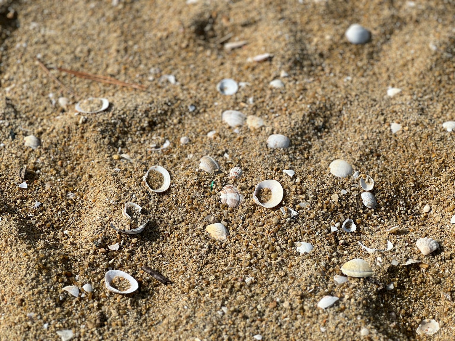 Close-up of seashells scattered on sand