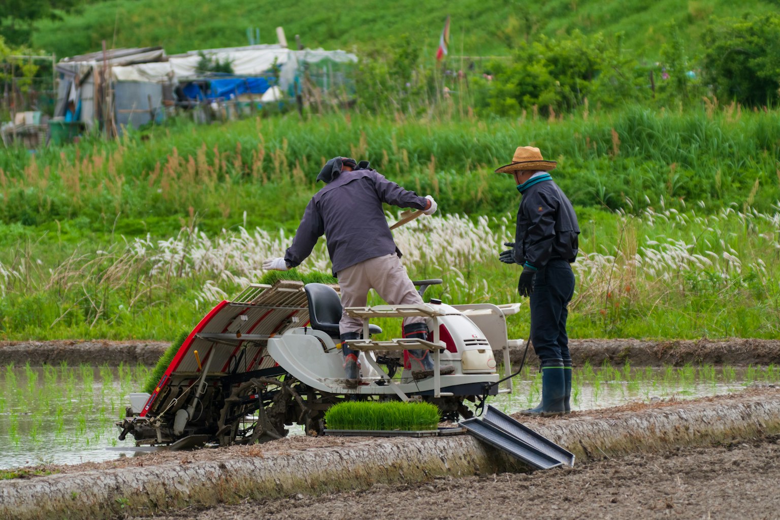 Agricultores trabajando en un campo de arroz con maquinaria