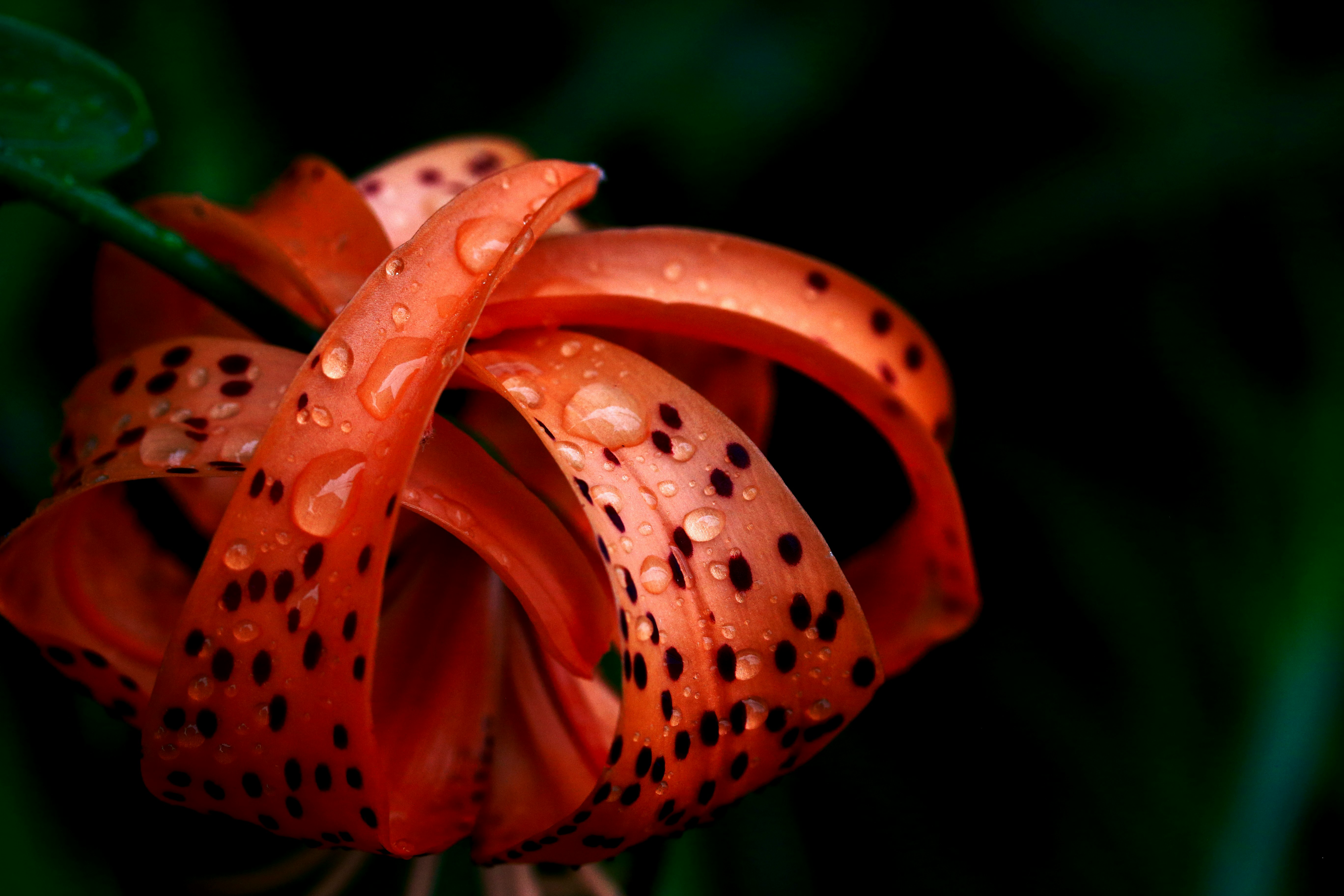赤いユリの花びらに付いた水滴のクローズアップ
