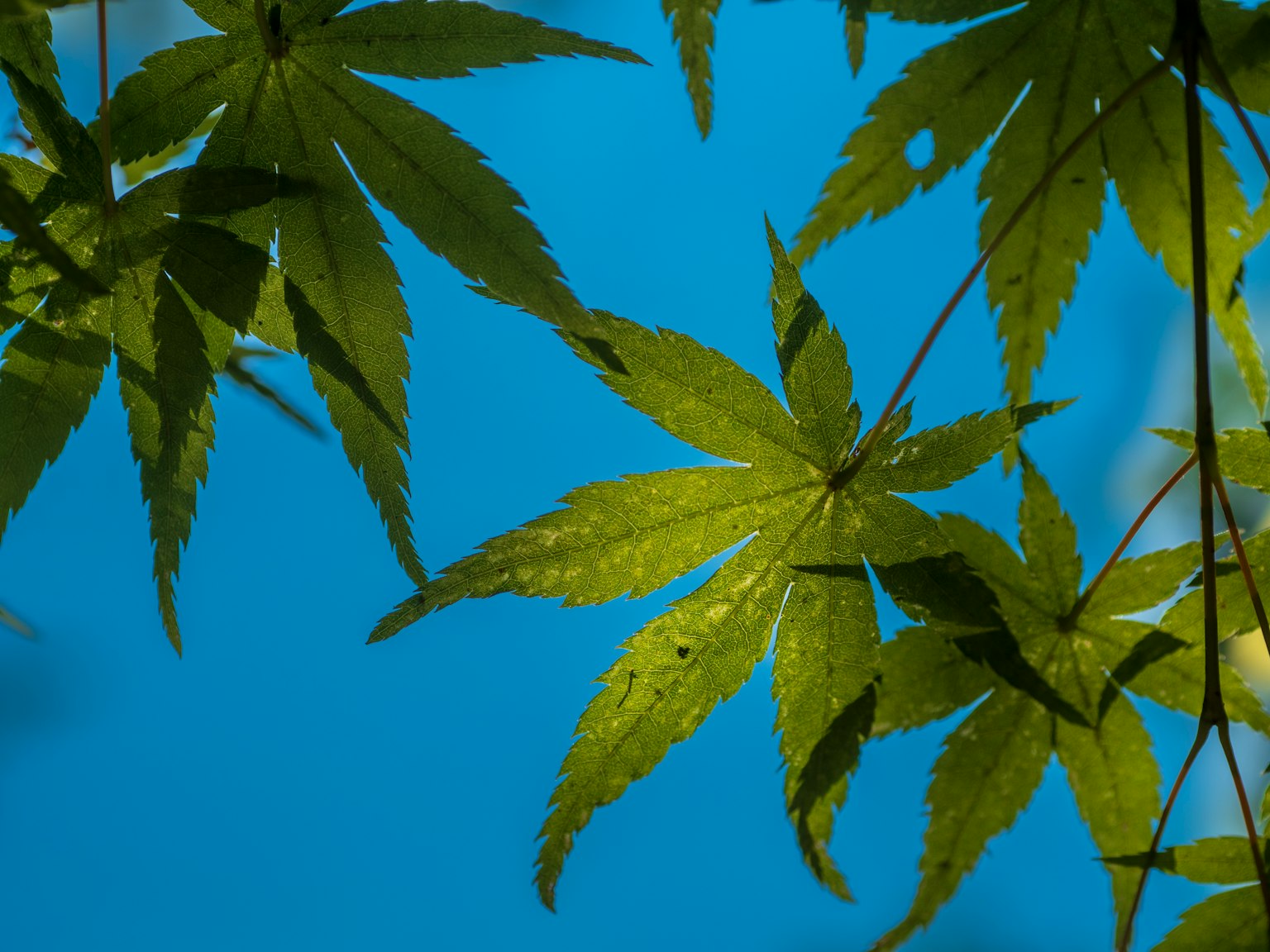 Vibrant maple leaves against a blue sky