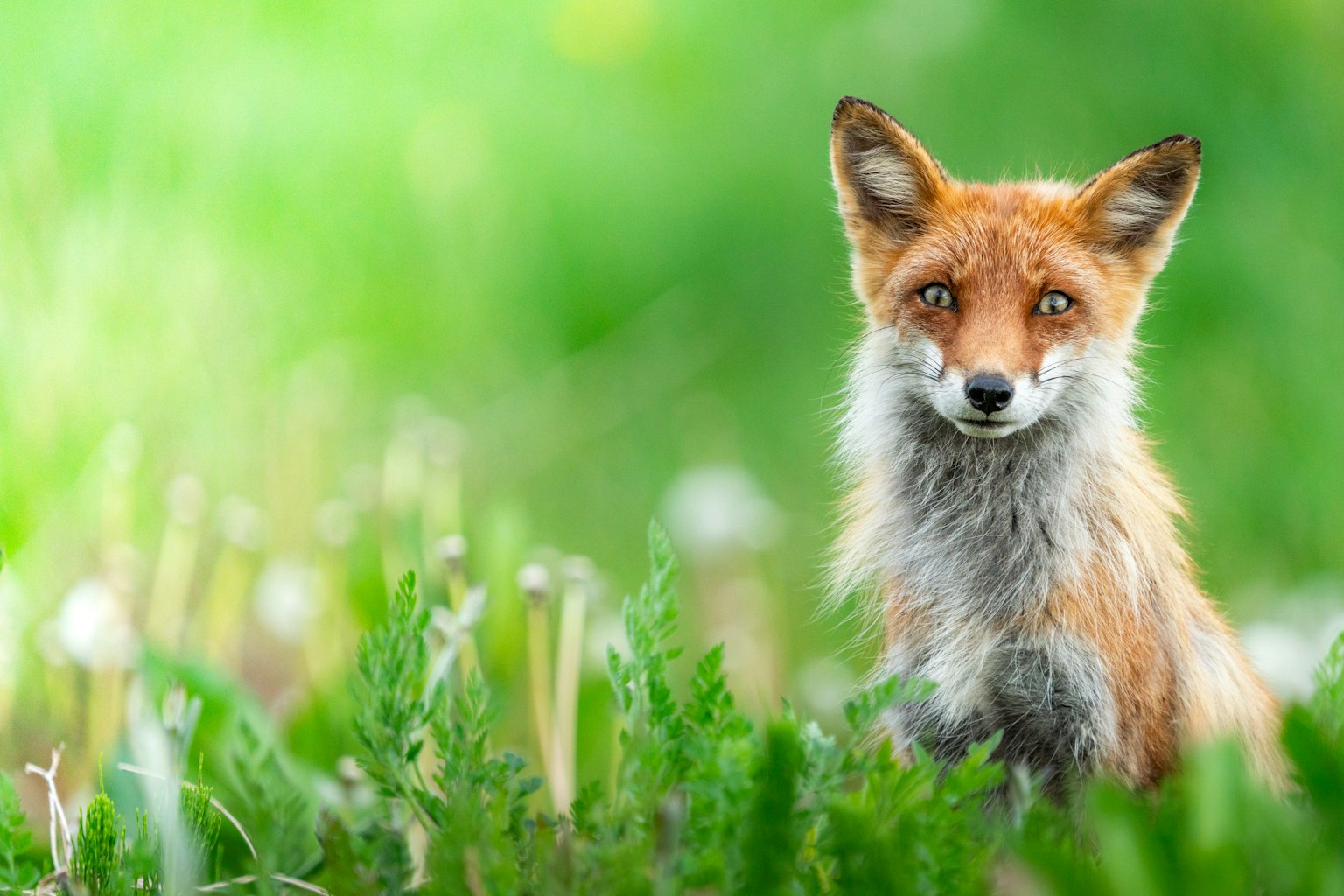 초원에 앉아 있는 붉은 여우의 초상