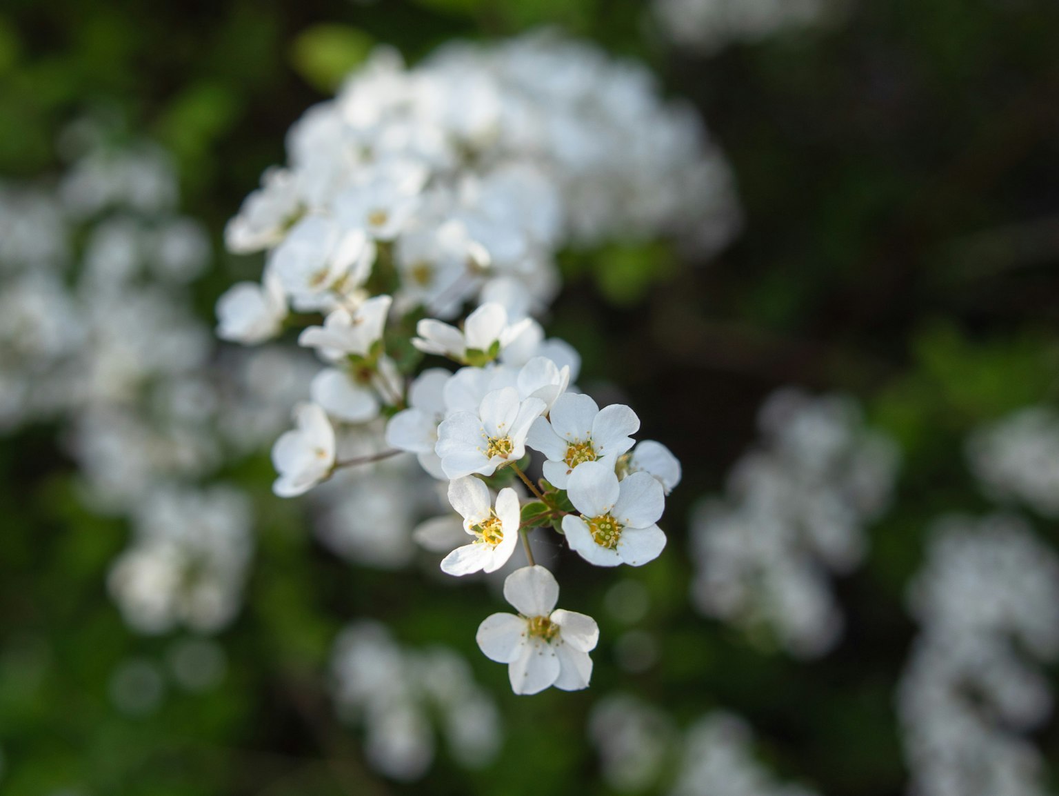 Close-up of a plant with small white flowers
