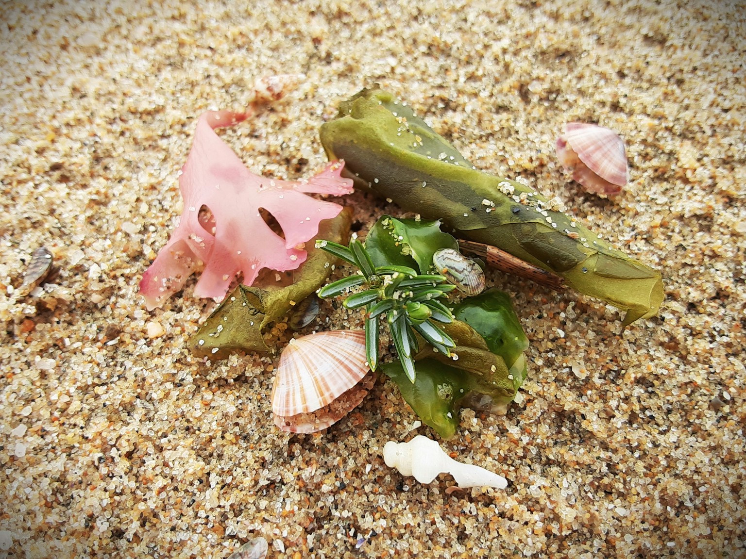 Rumput laut berwarna dan kerang di pantai berpasir