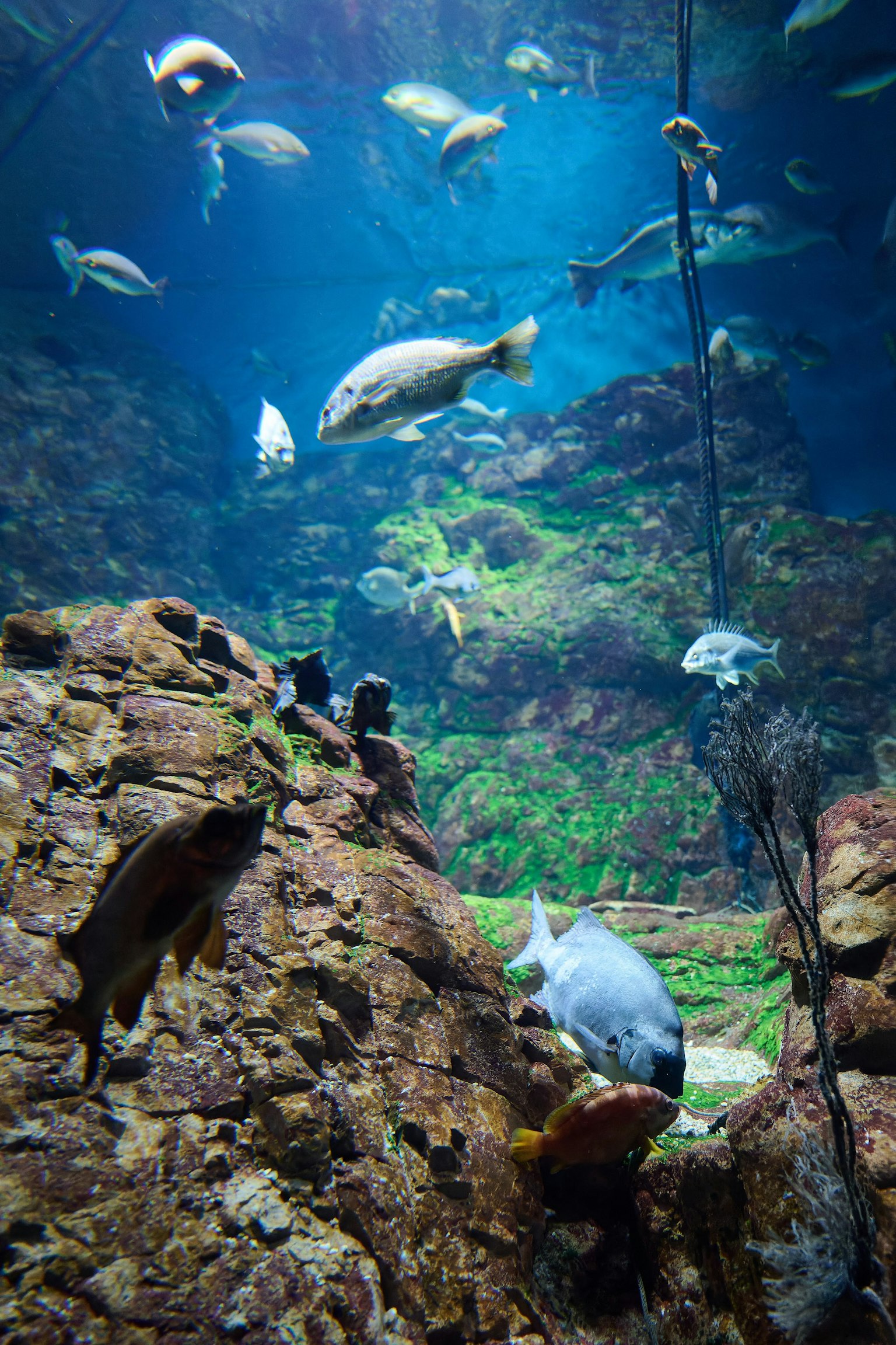 Pemandangan bawah air menunjukkan batu dan berbagai ikan yang berenang