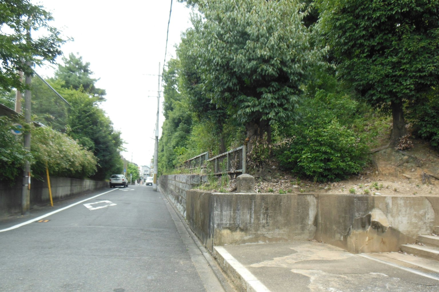 Vista panoramica di una strada fiancheggiata da alberi verdi lussureggianti
