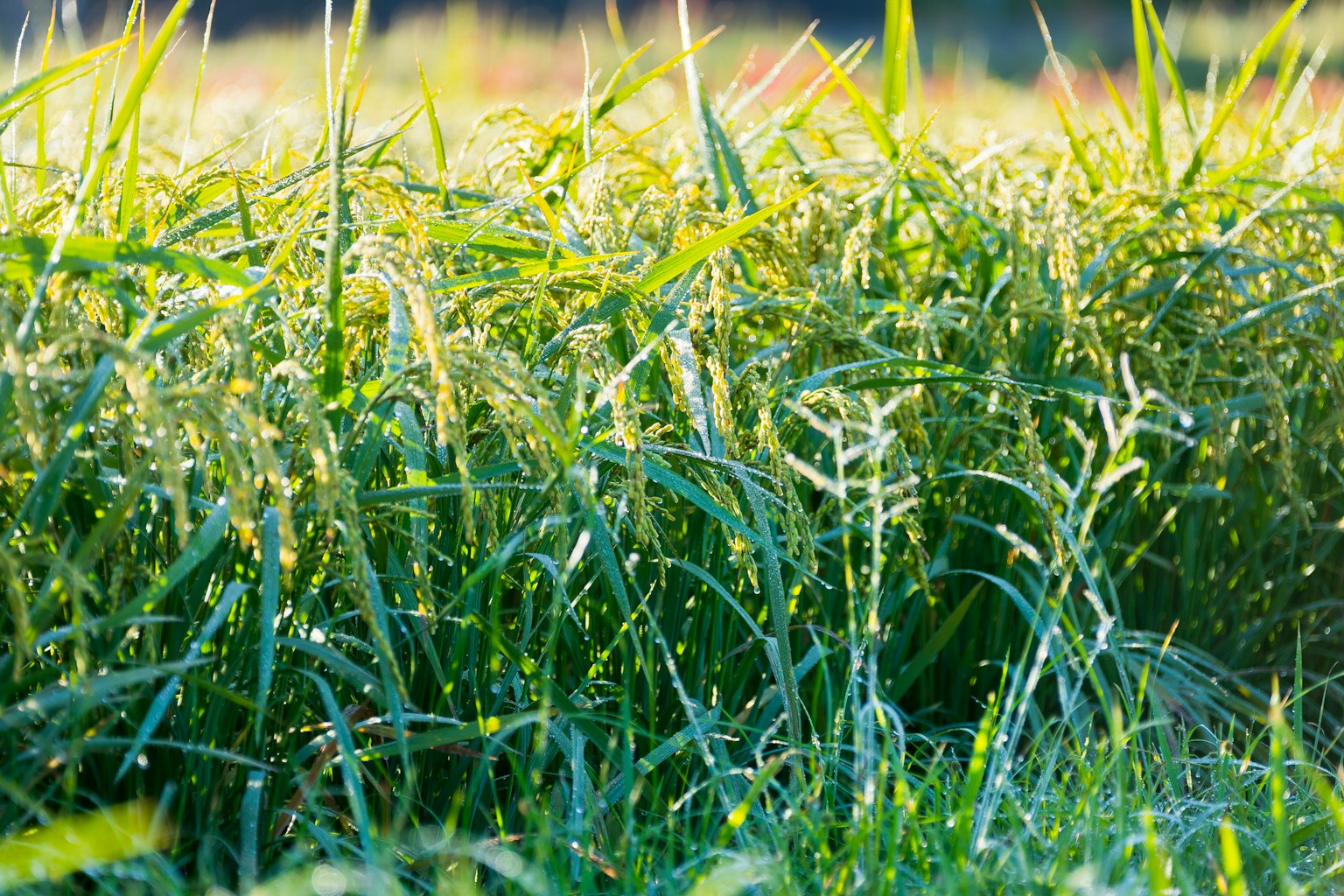 Pemandangan rumput hijau subur dengan embun pagi yang berkilau