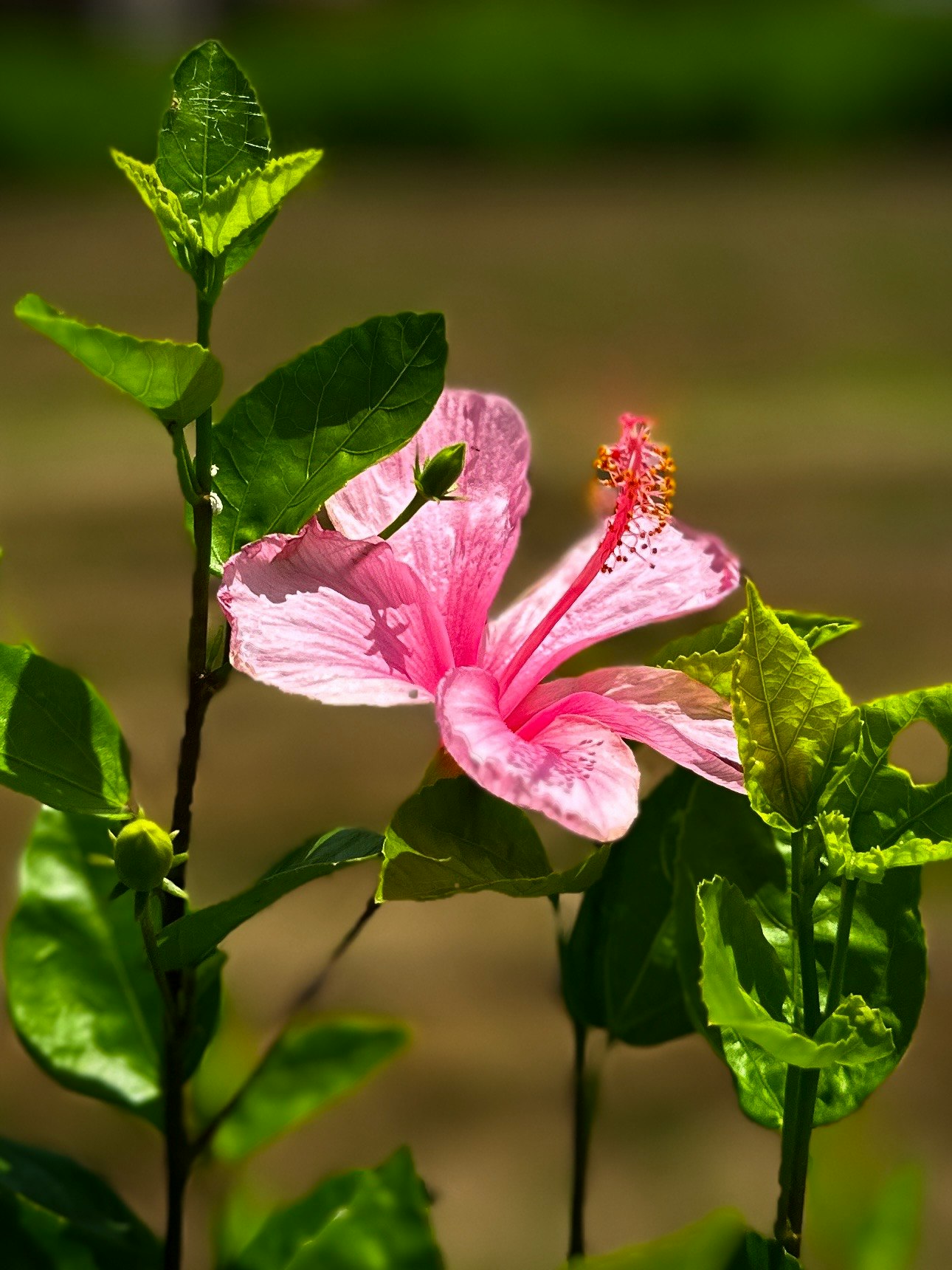 タイの緑の葉に咲くピンクの花のクローズアップ