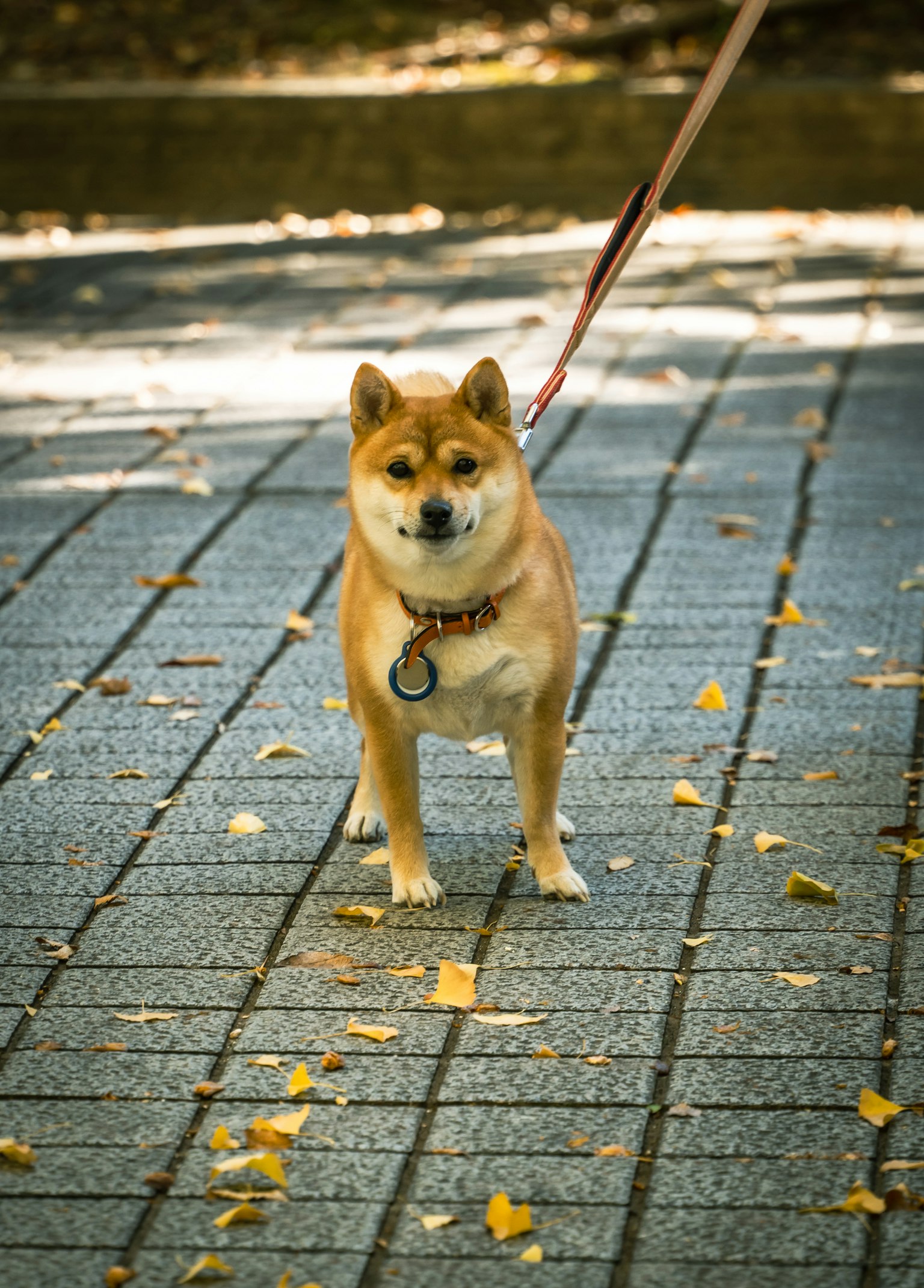 Shiba Inu in piedi su un sentiero durante una passeggiata