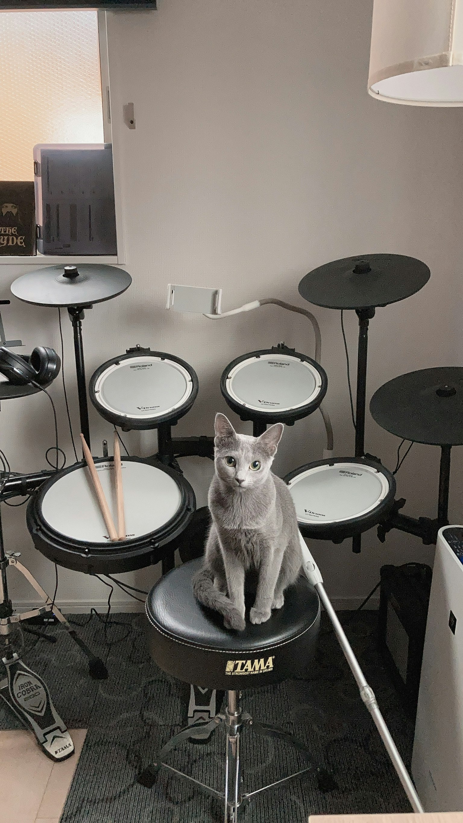 Gatto grigio seduto su uno sgabello di batteria davanti a batterie elettroniche