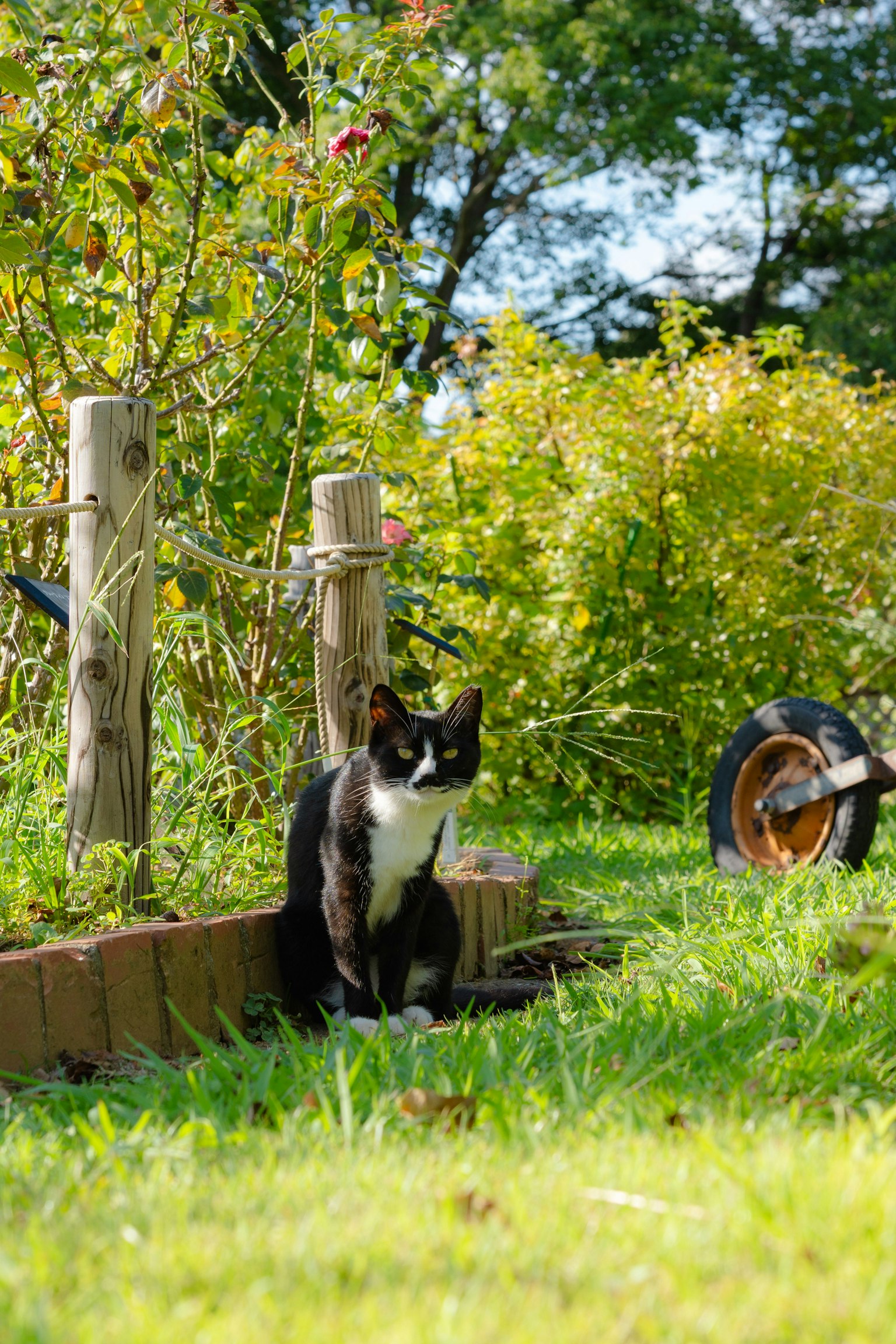 Mèo đen trắng ngồi trong vườn với cây xanh